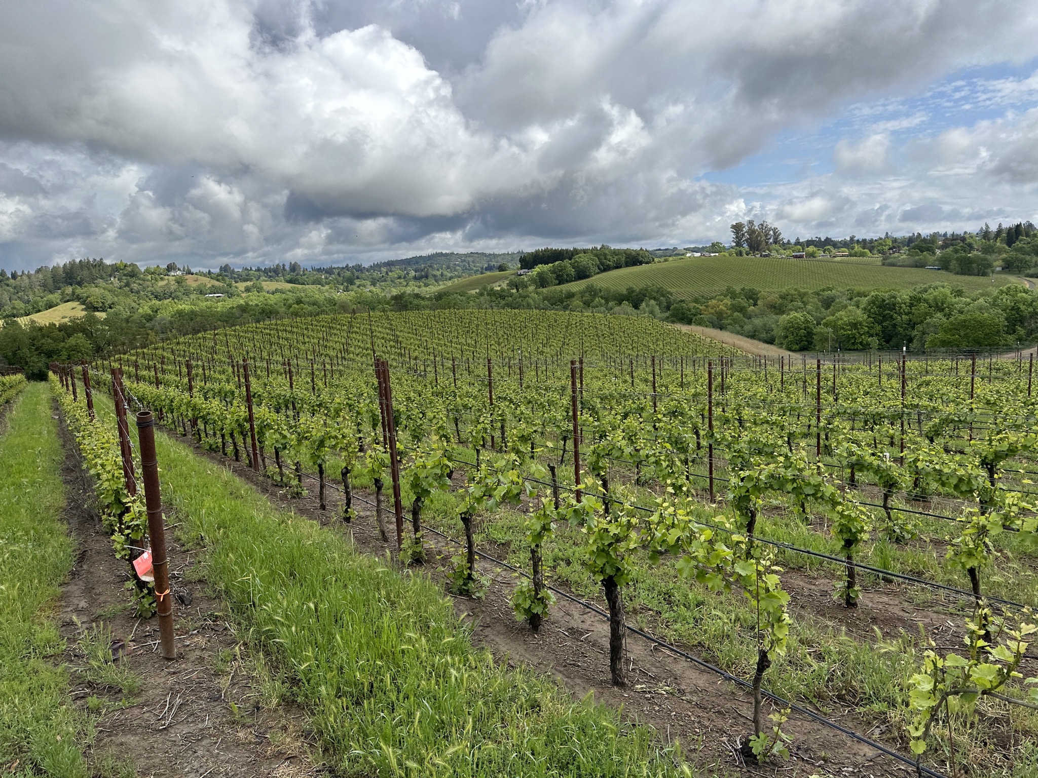 Iron Horse Vineyards