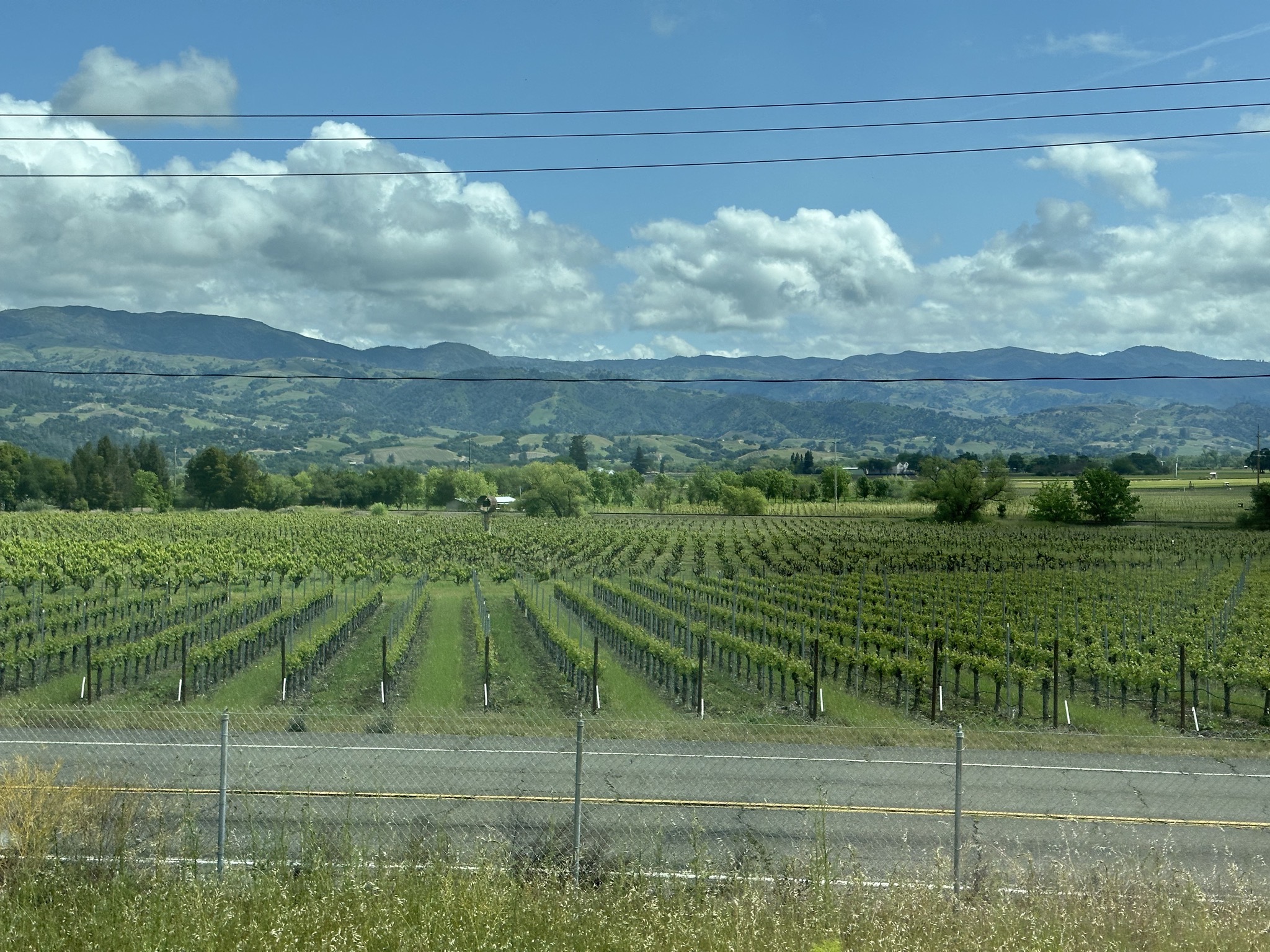 Vines