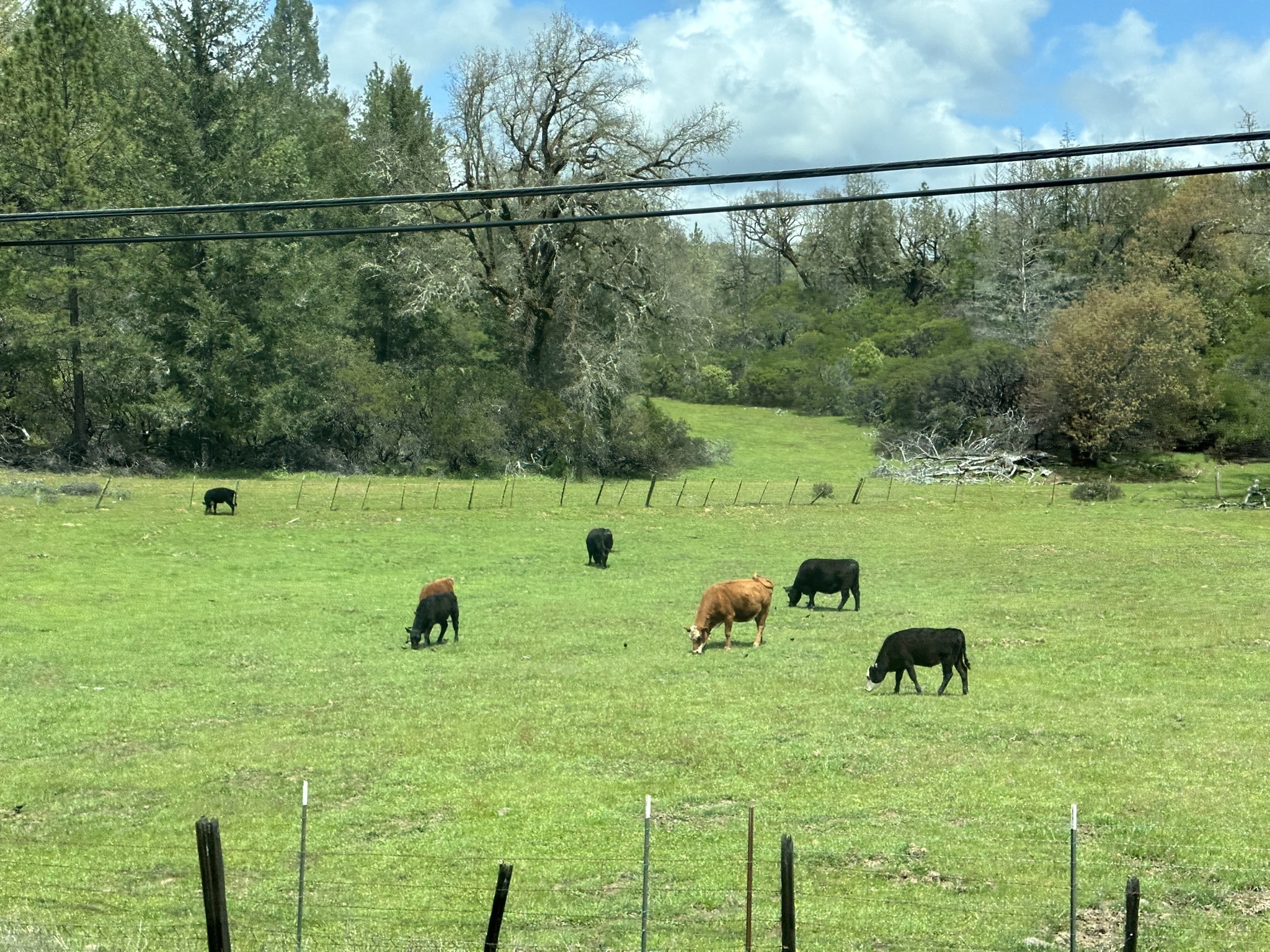 Cows