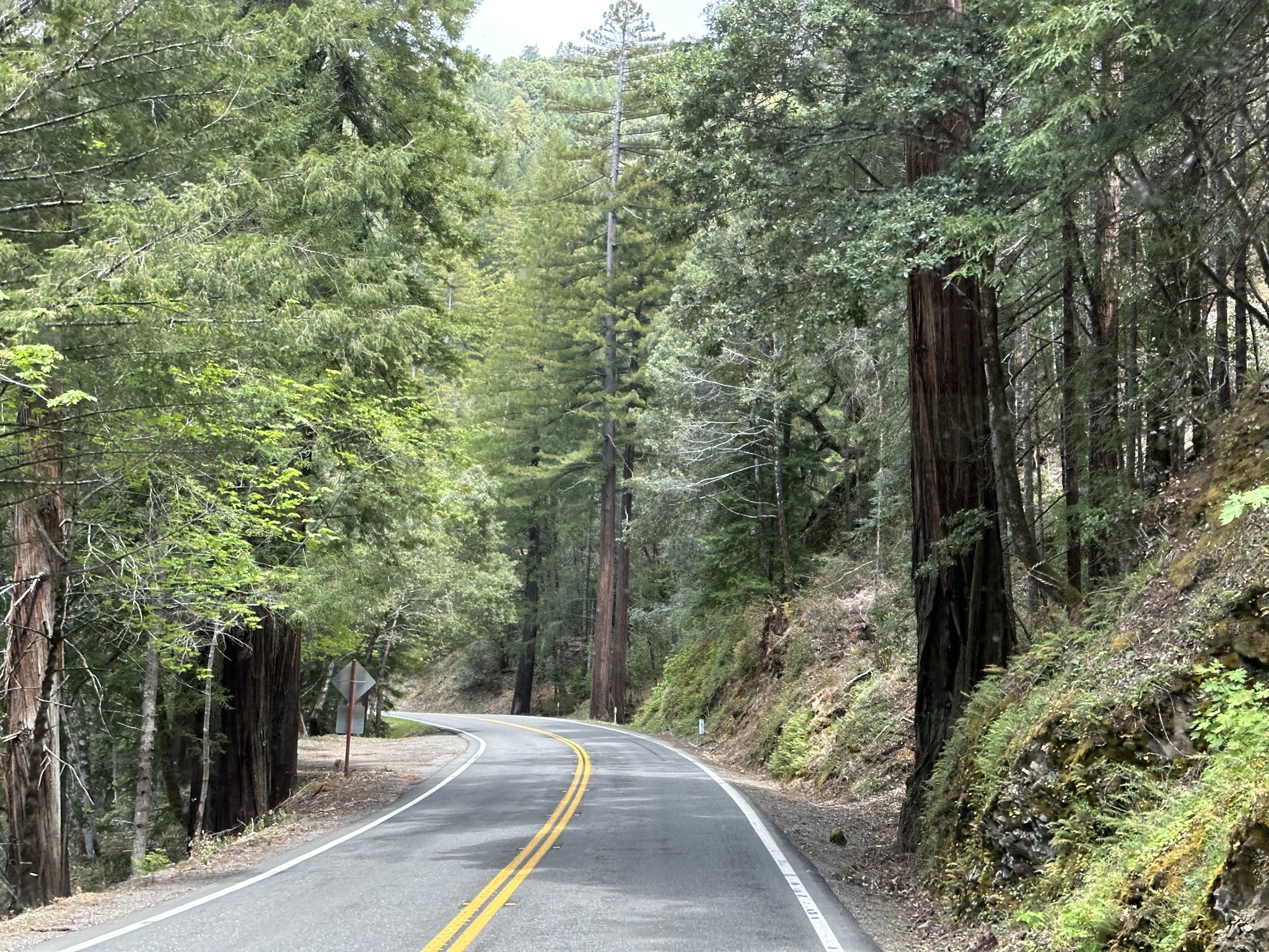 Redwoods