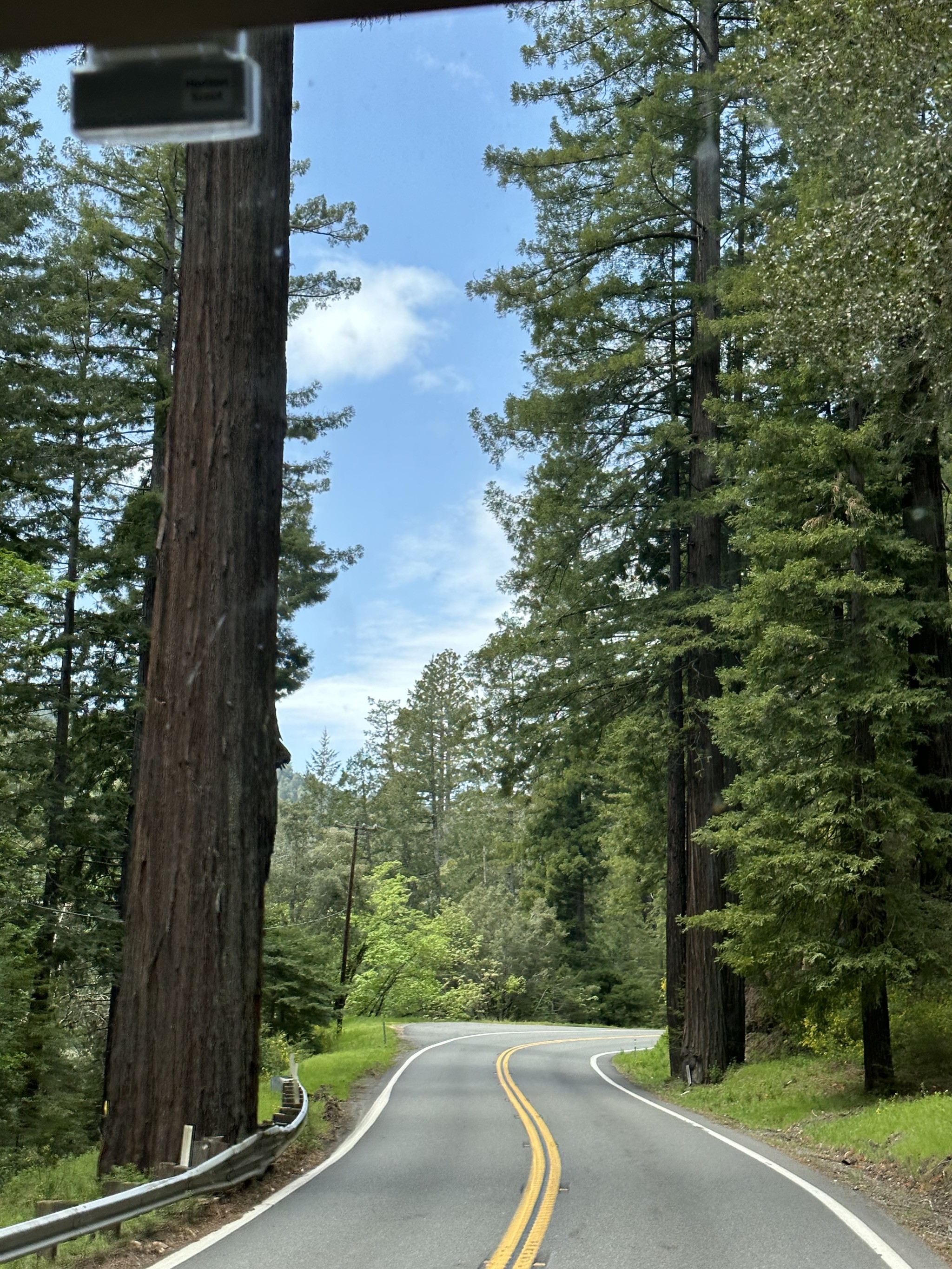 Redwoods