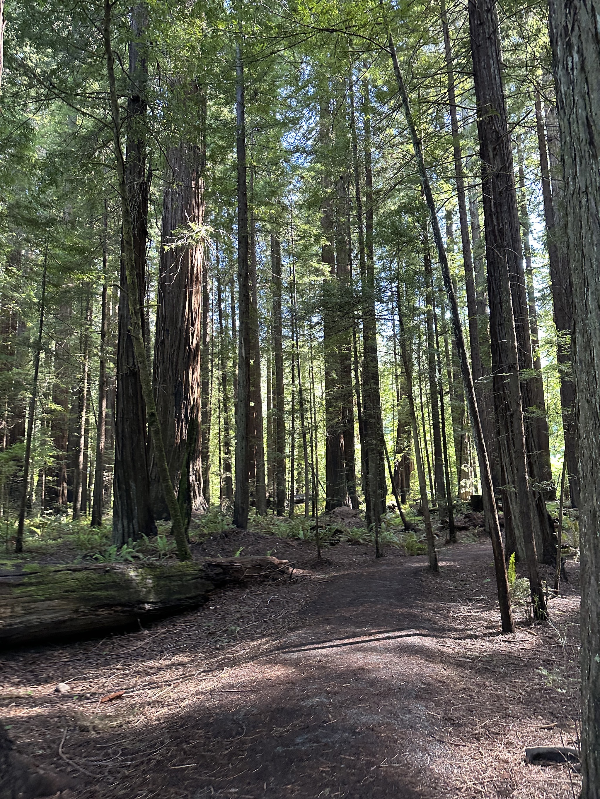 Gould Grove Nature Loop Trail