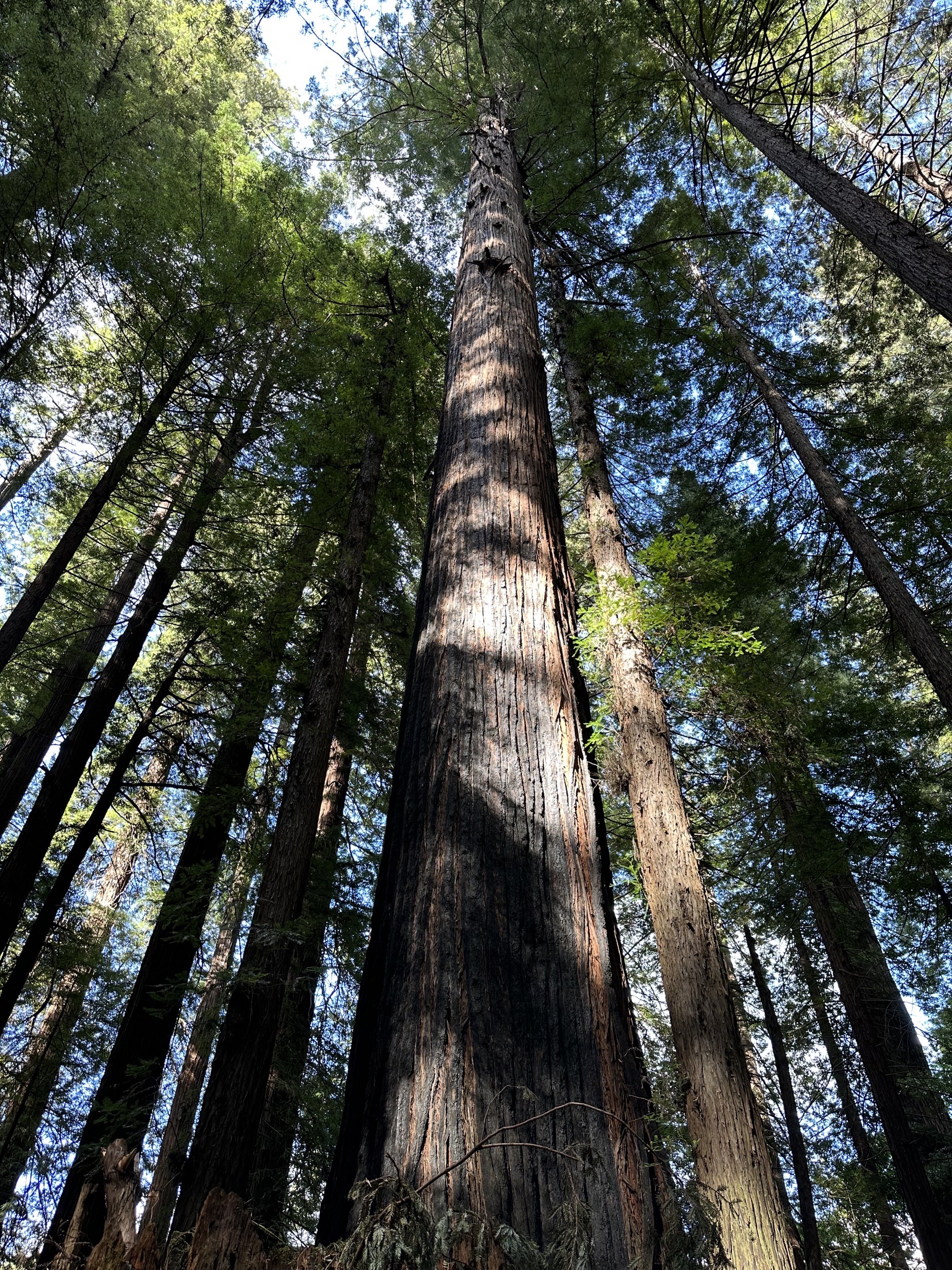 Gould Grove Nature Loop Trail