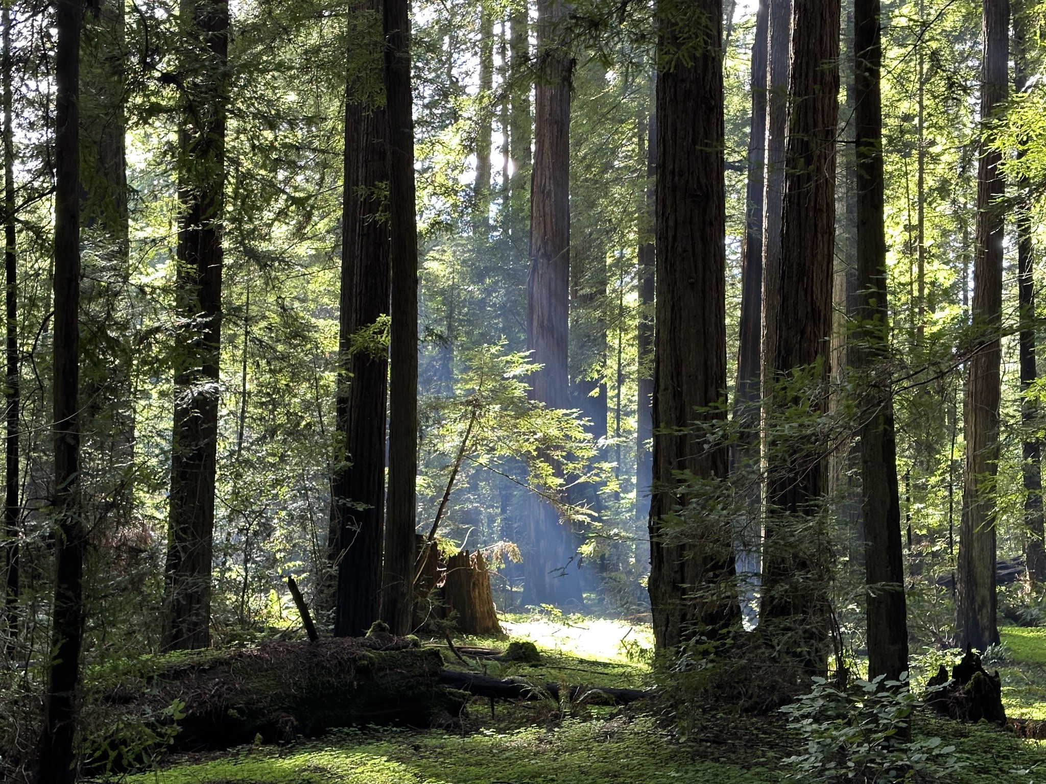 Gould Grove Nature Loop Trail