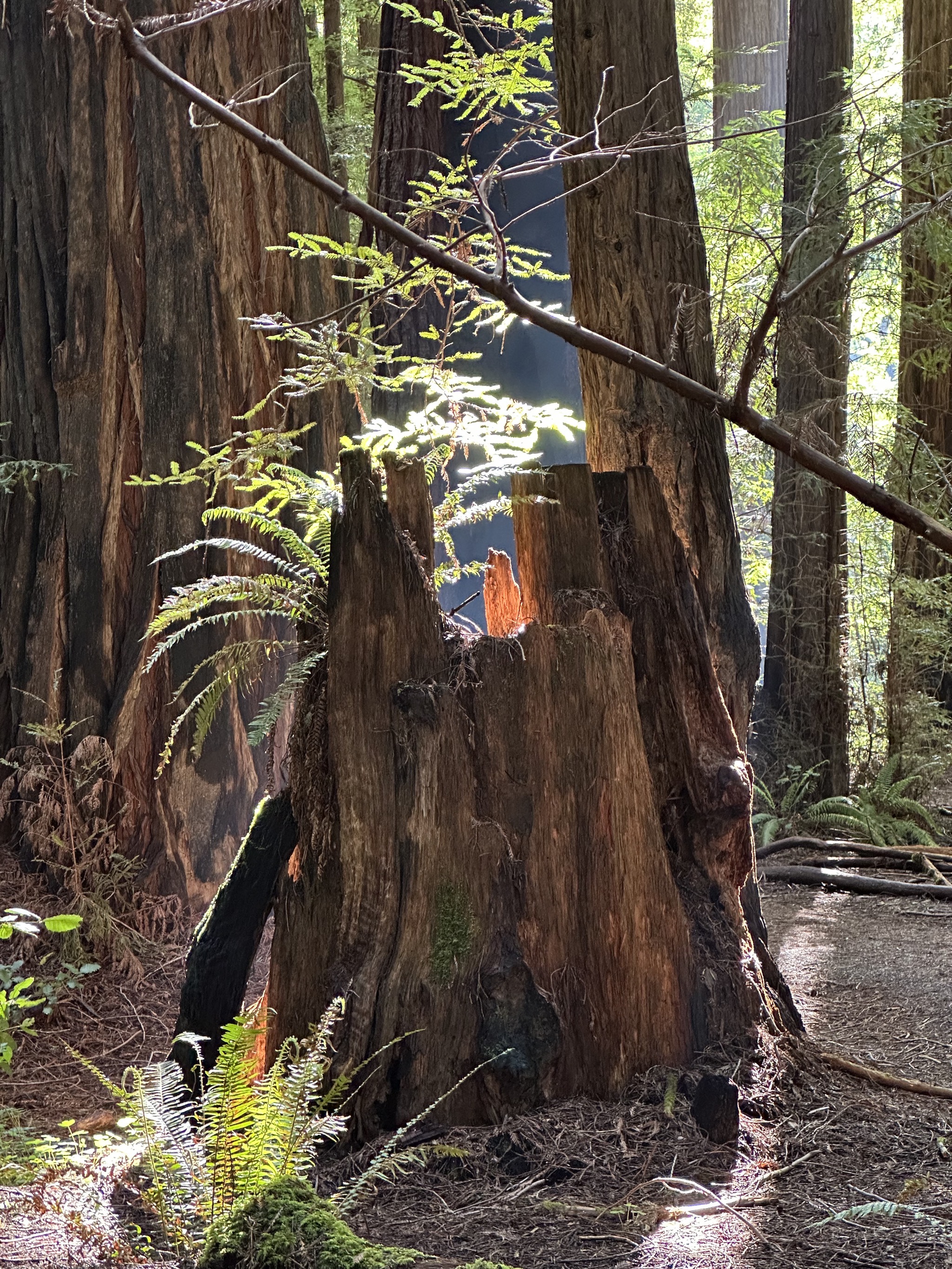 Gould Grove Nature Loop Trail