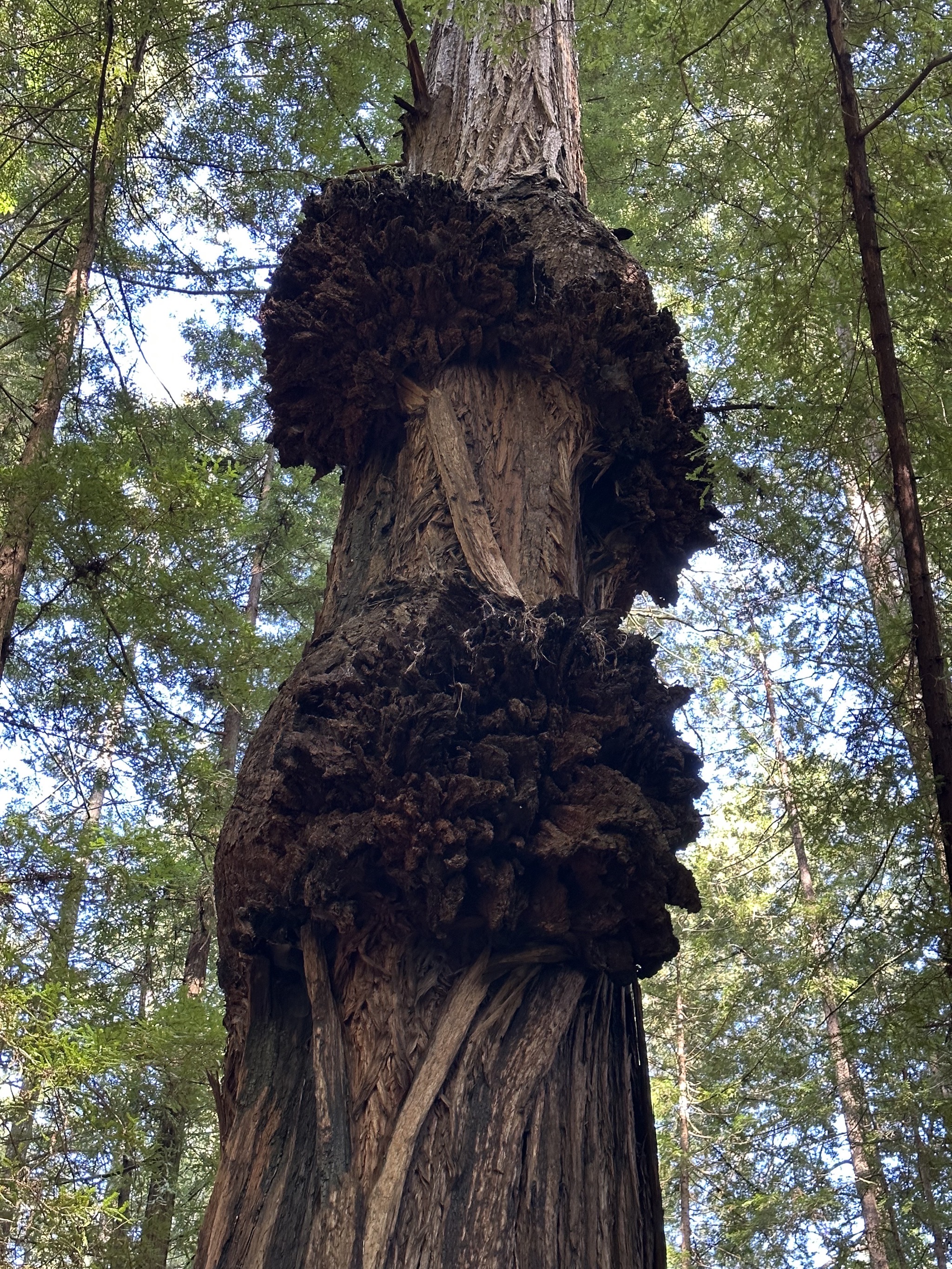 Gould Grove Nature Loop Trail