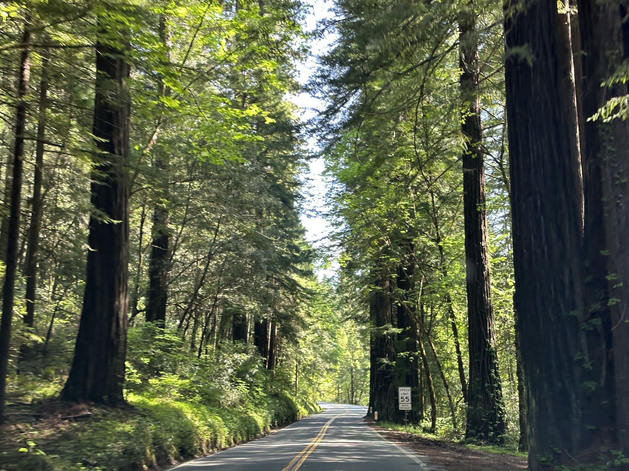 Avenue of the Giants