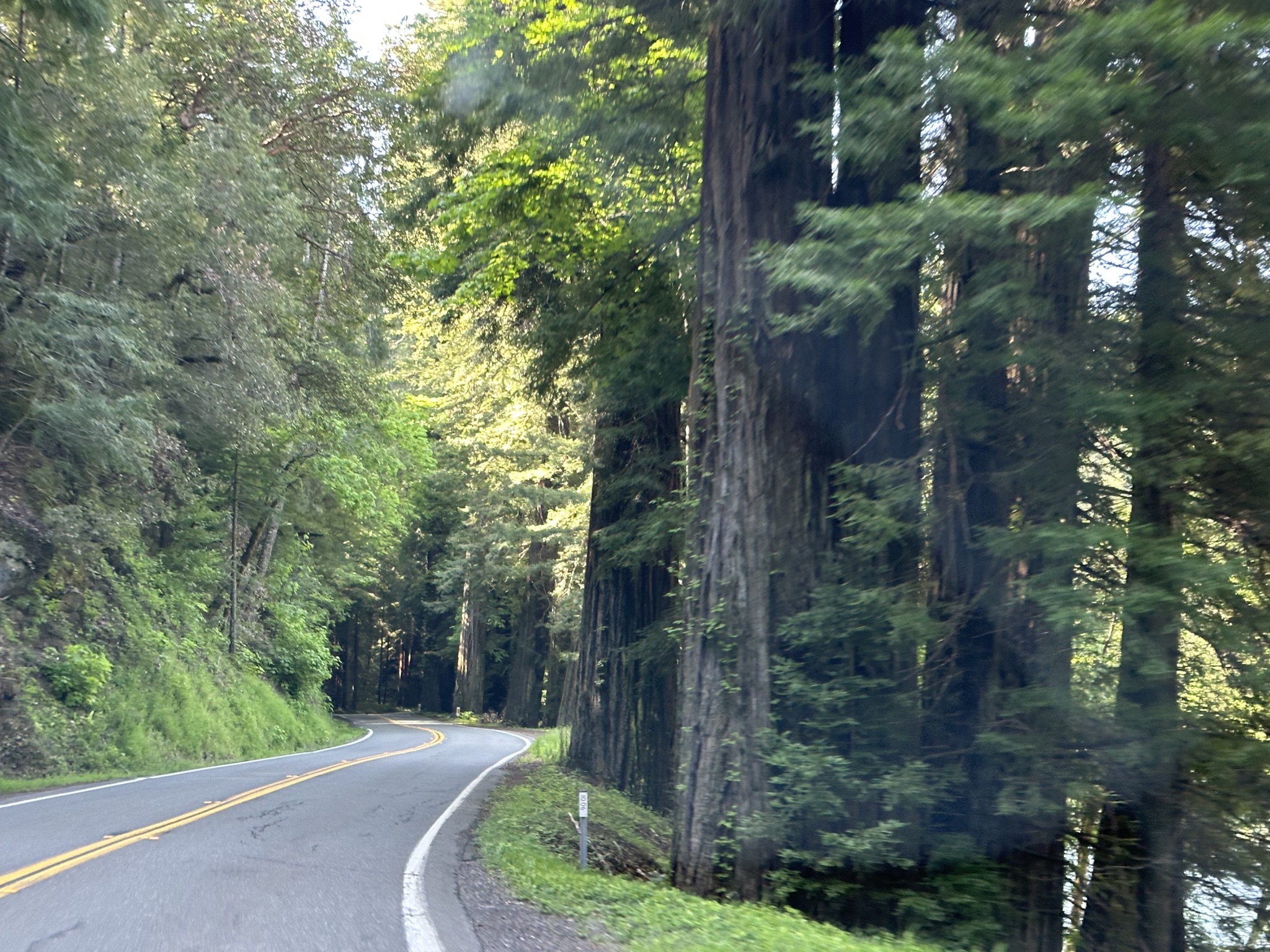Avenue of the Giants