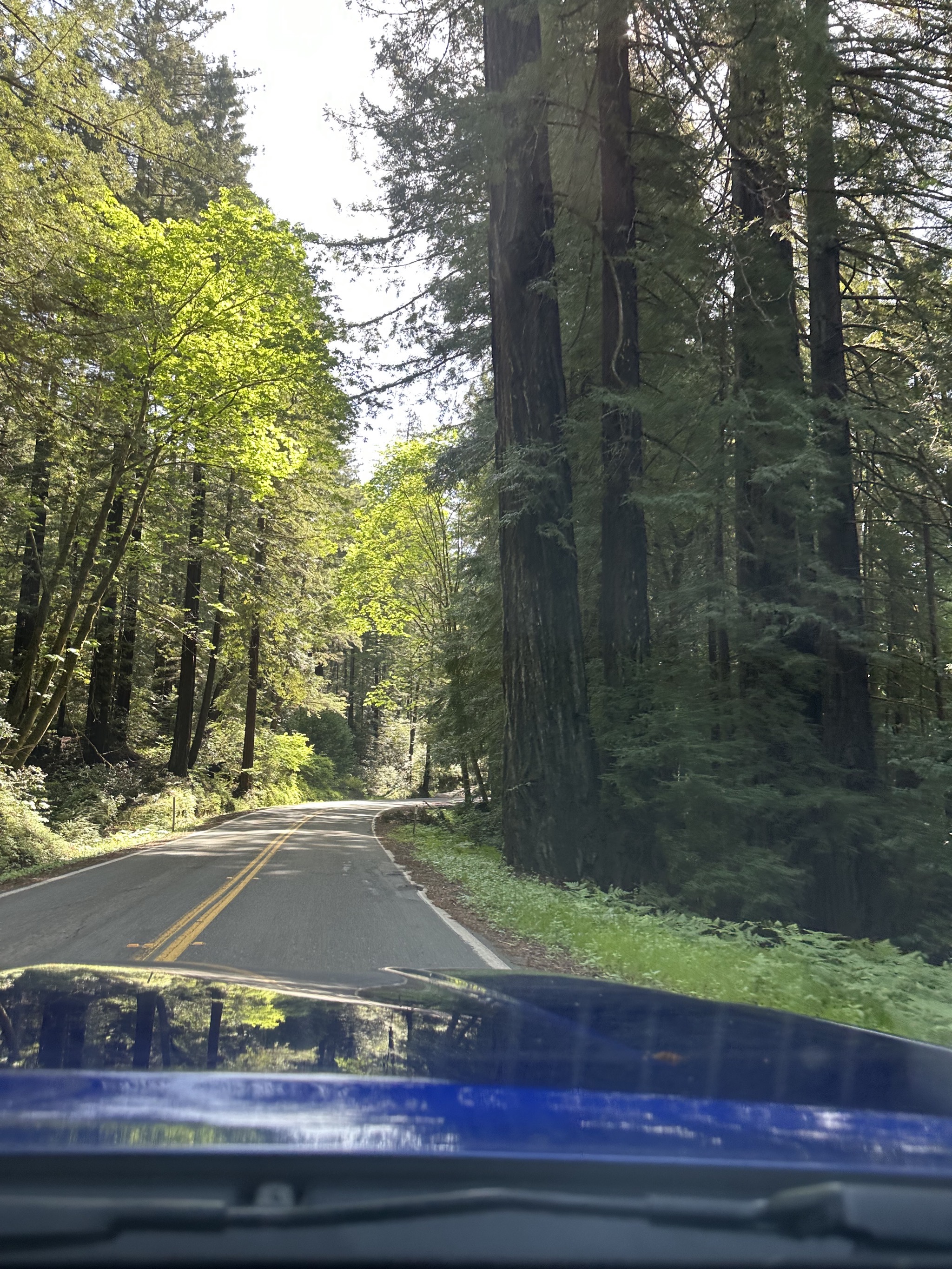Avenue of the Giants