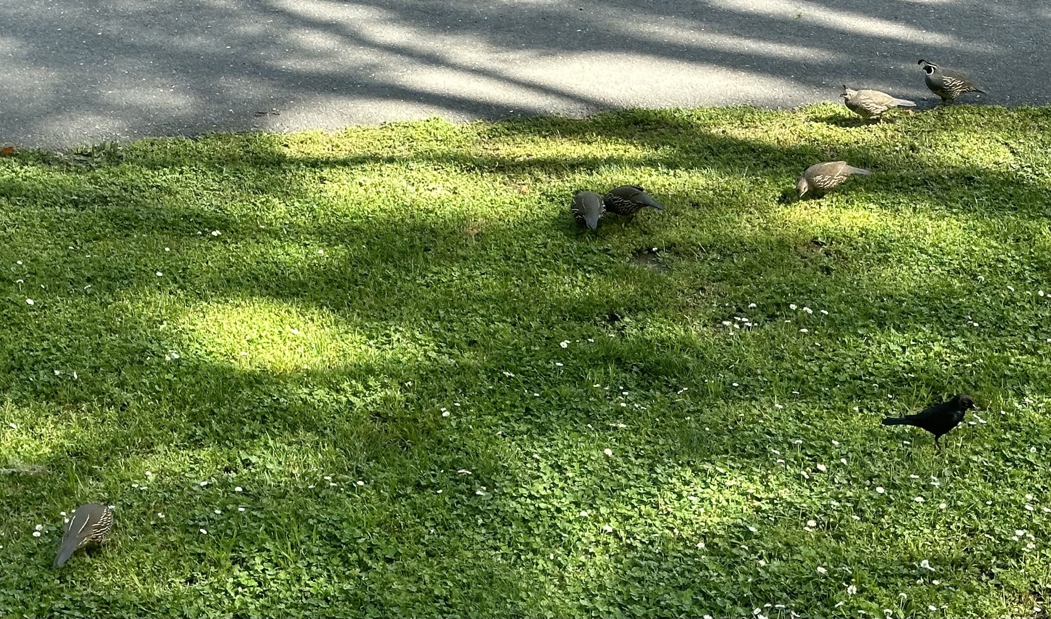 Quail