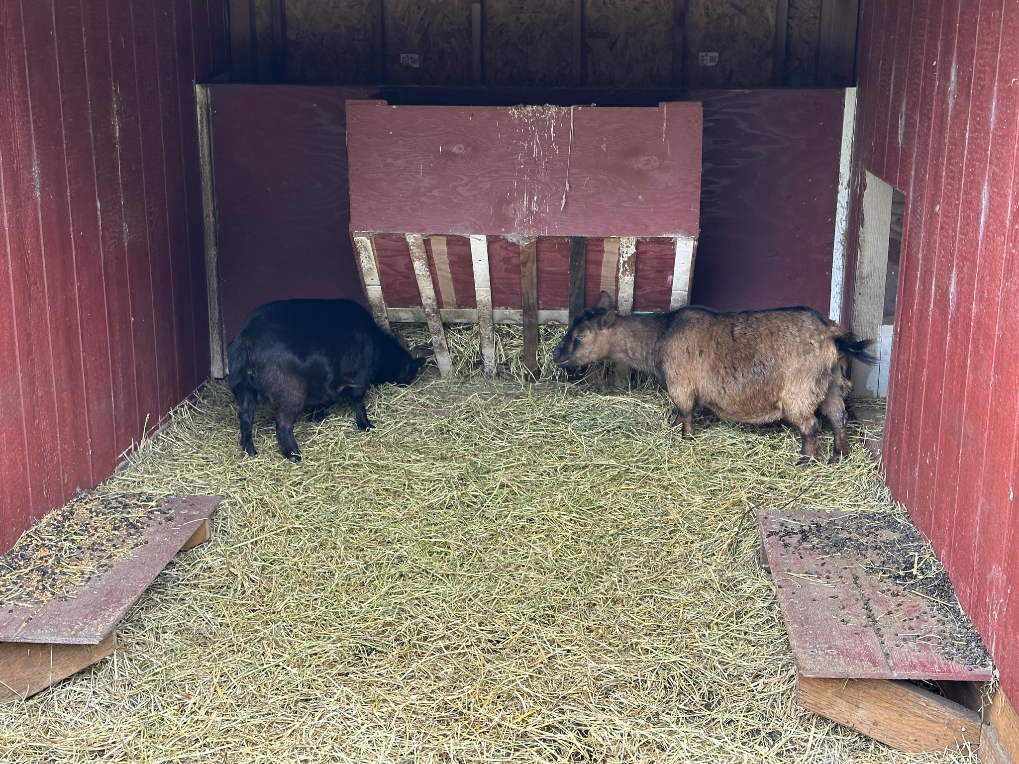 Goats