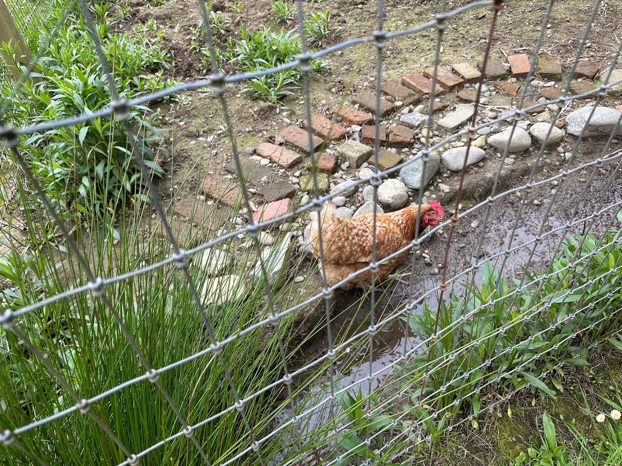 Chicken