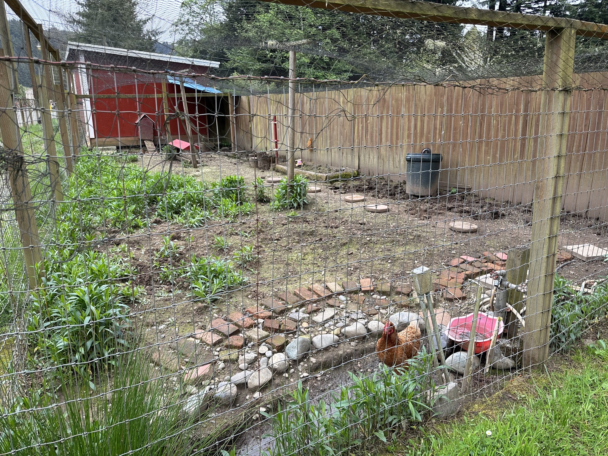 Chicken