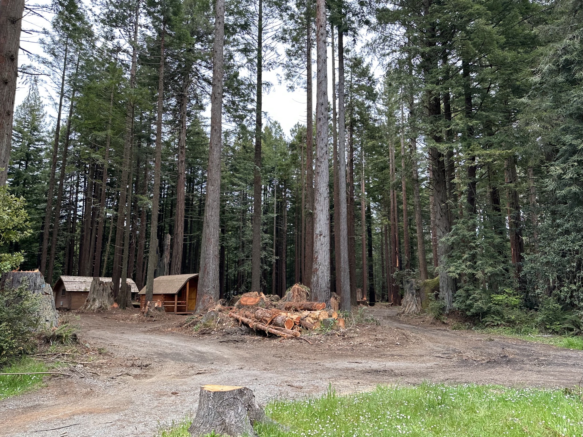 Cutting trees