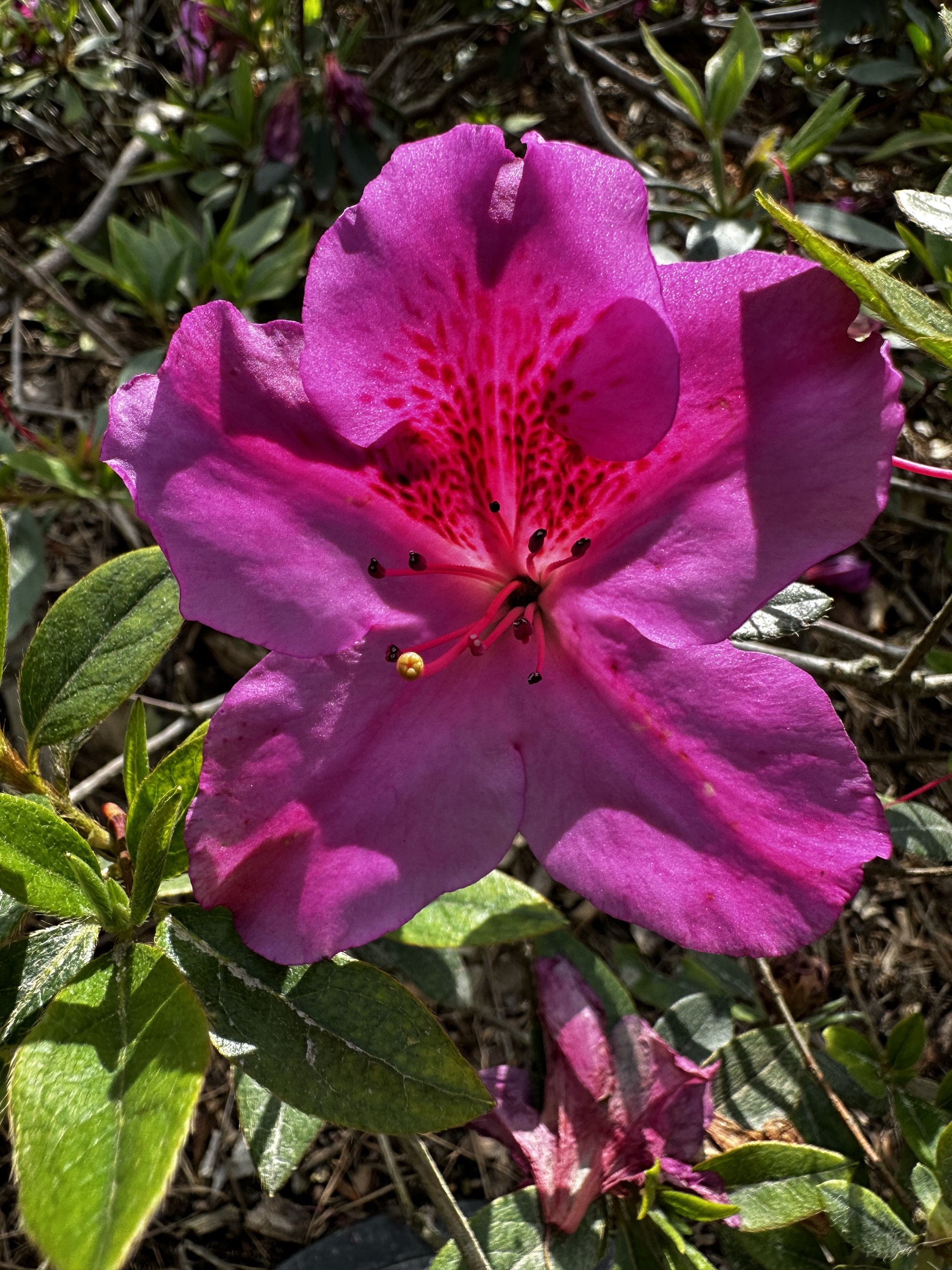 Japanese Friendship Garden
