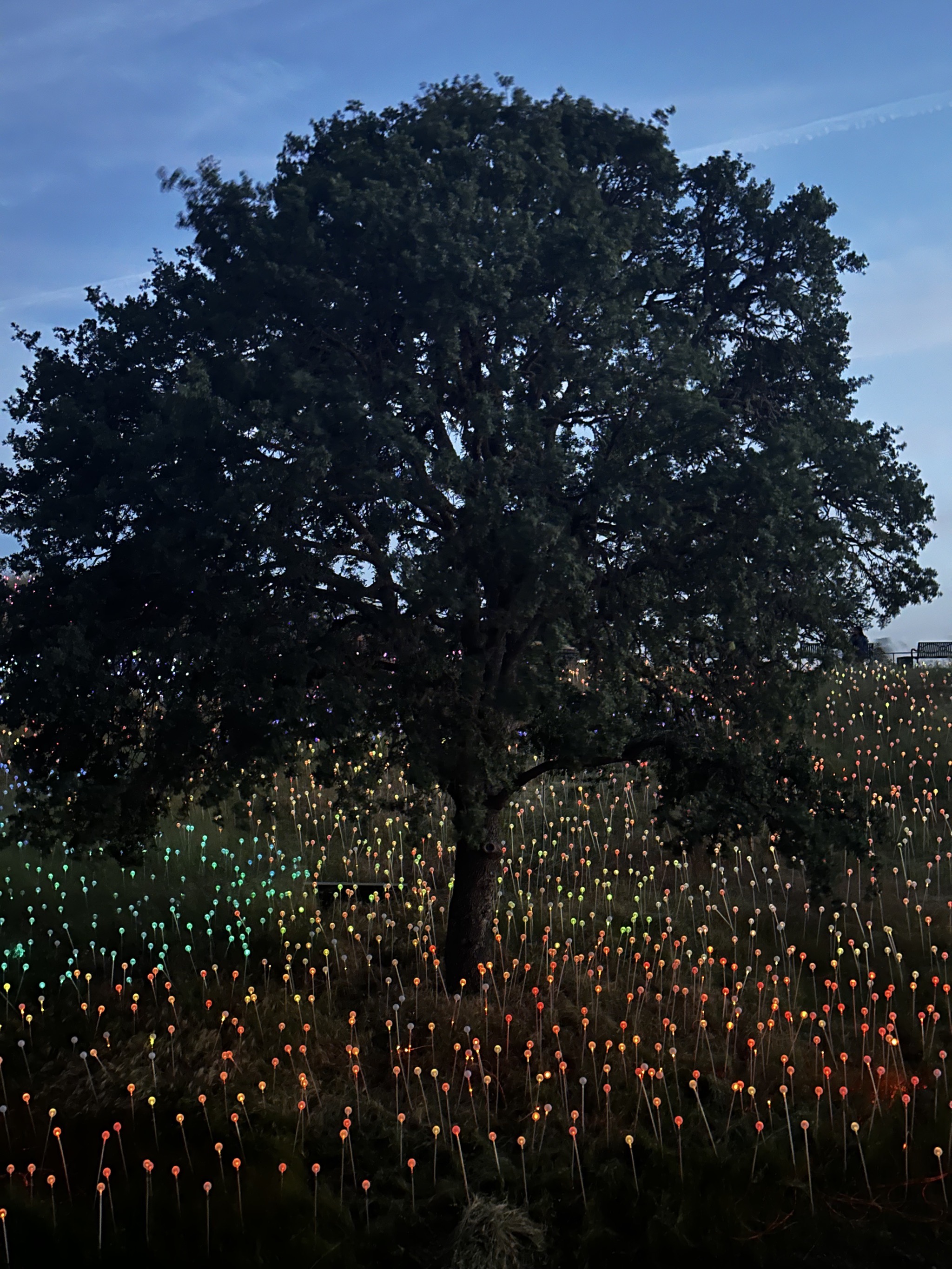 Field of Lights