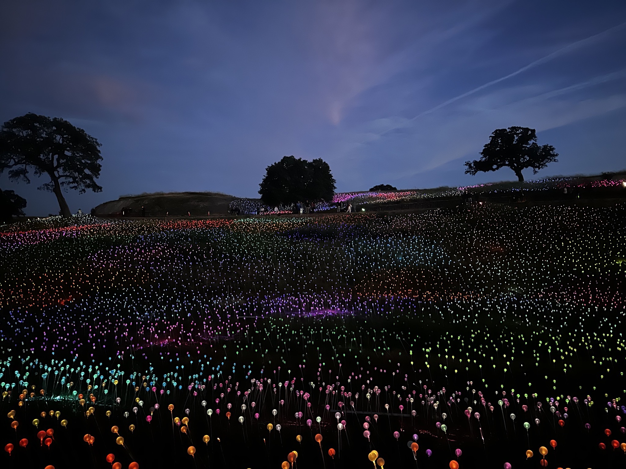 Field of Lights