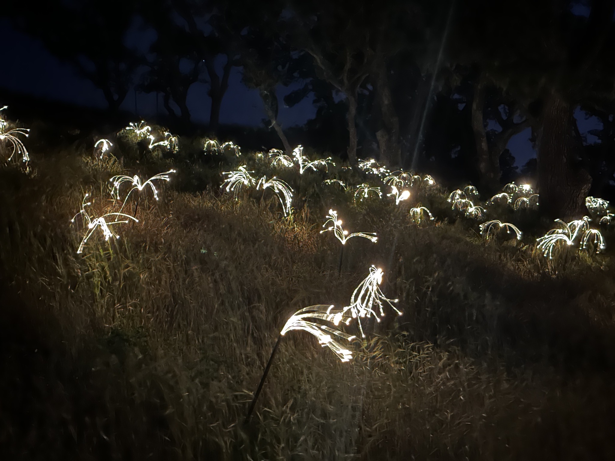 Grass lights
