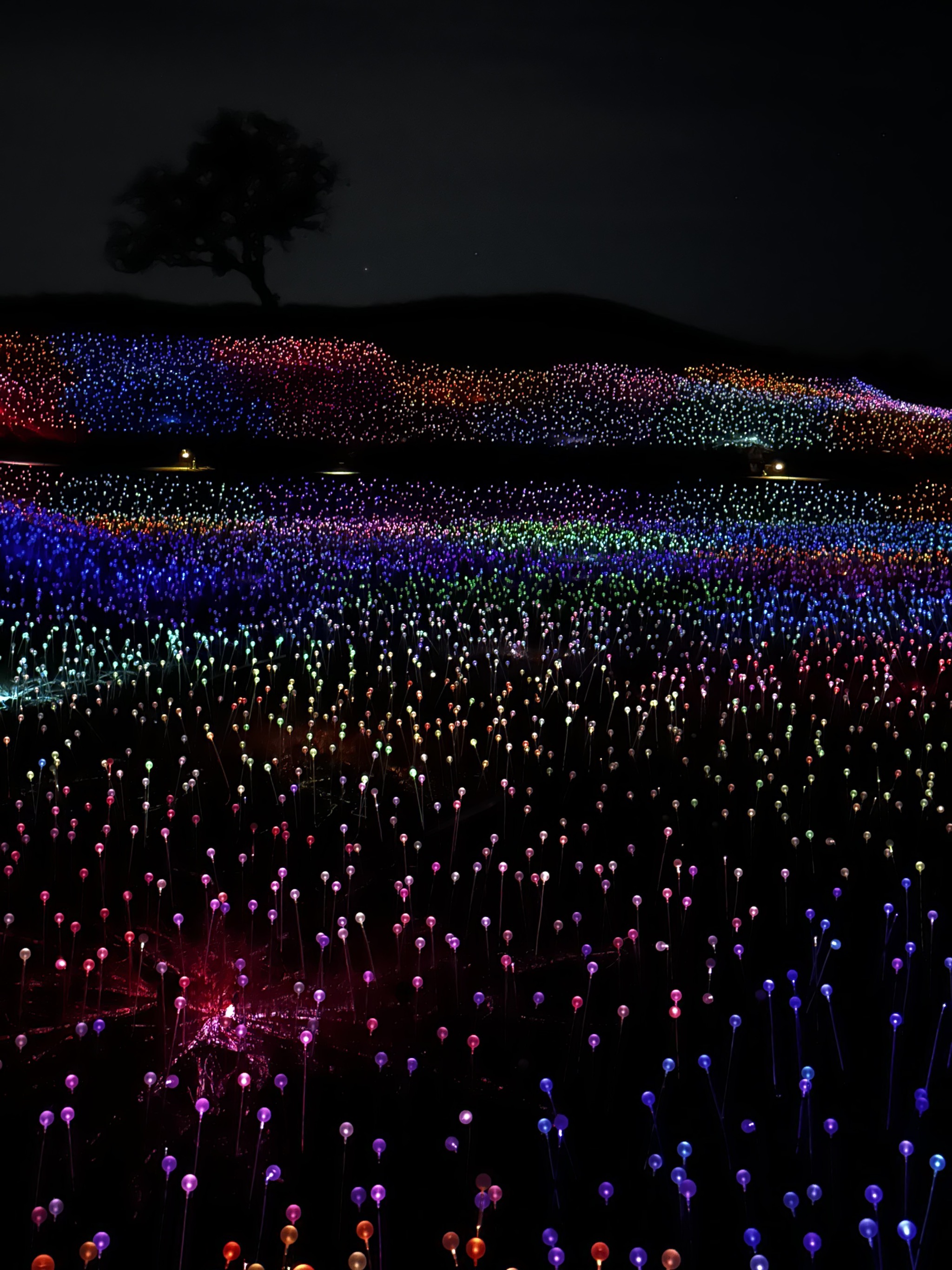 Field of Lights