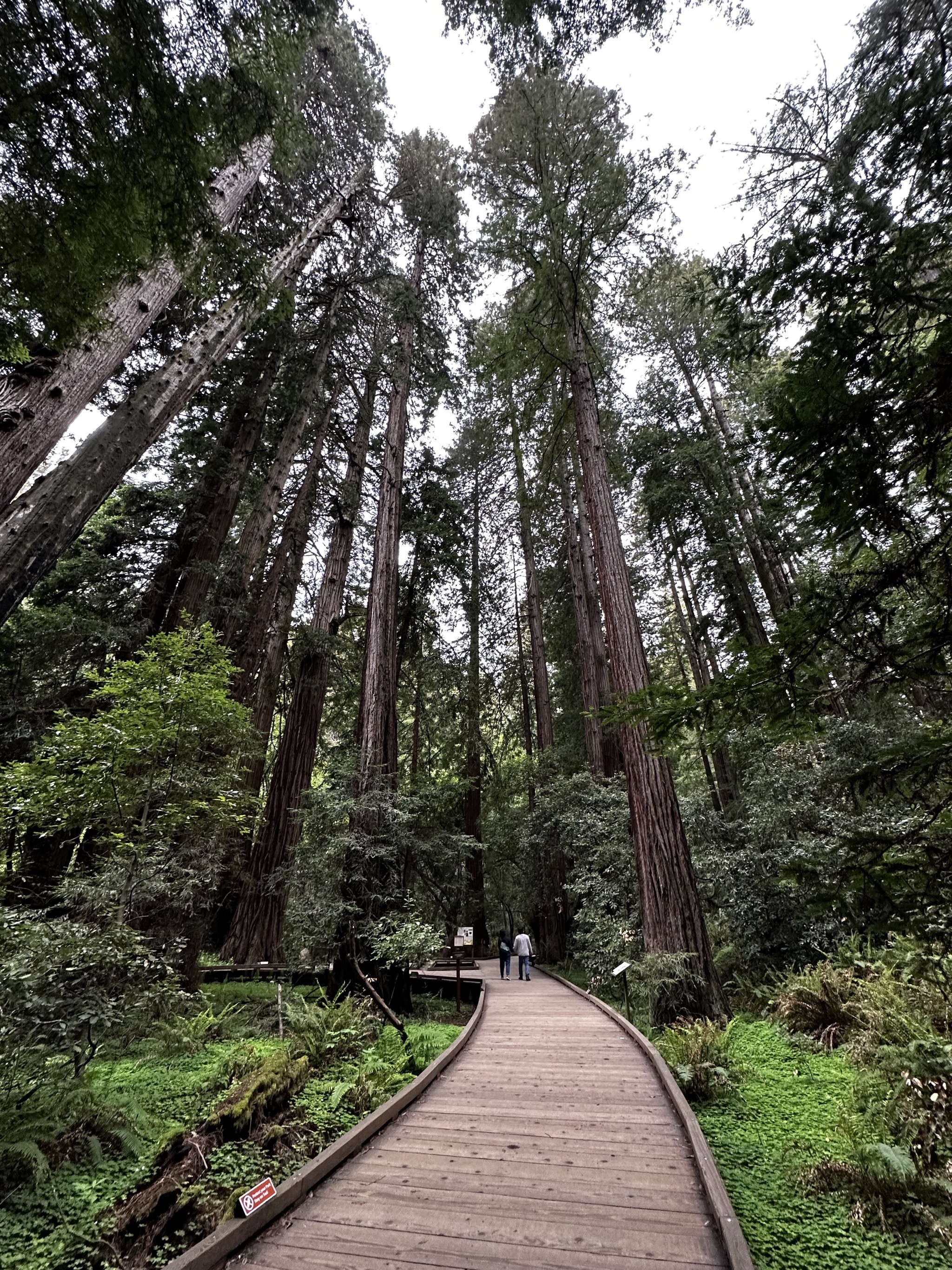Muir Woods