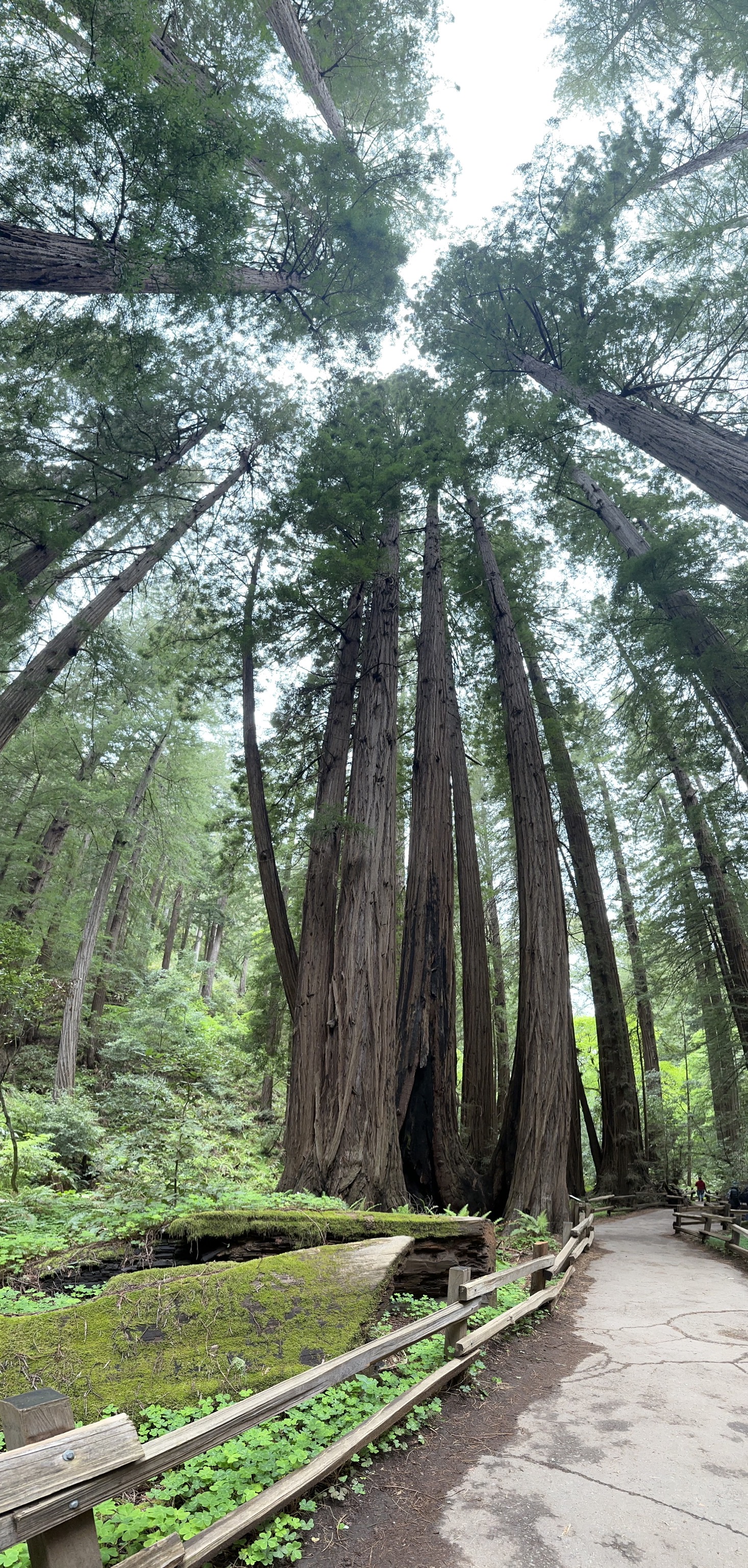 Muir Woods