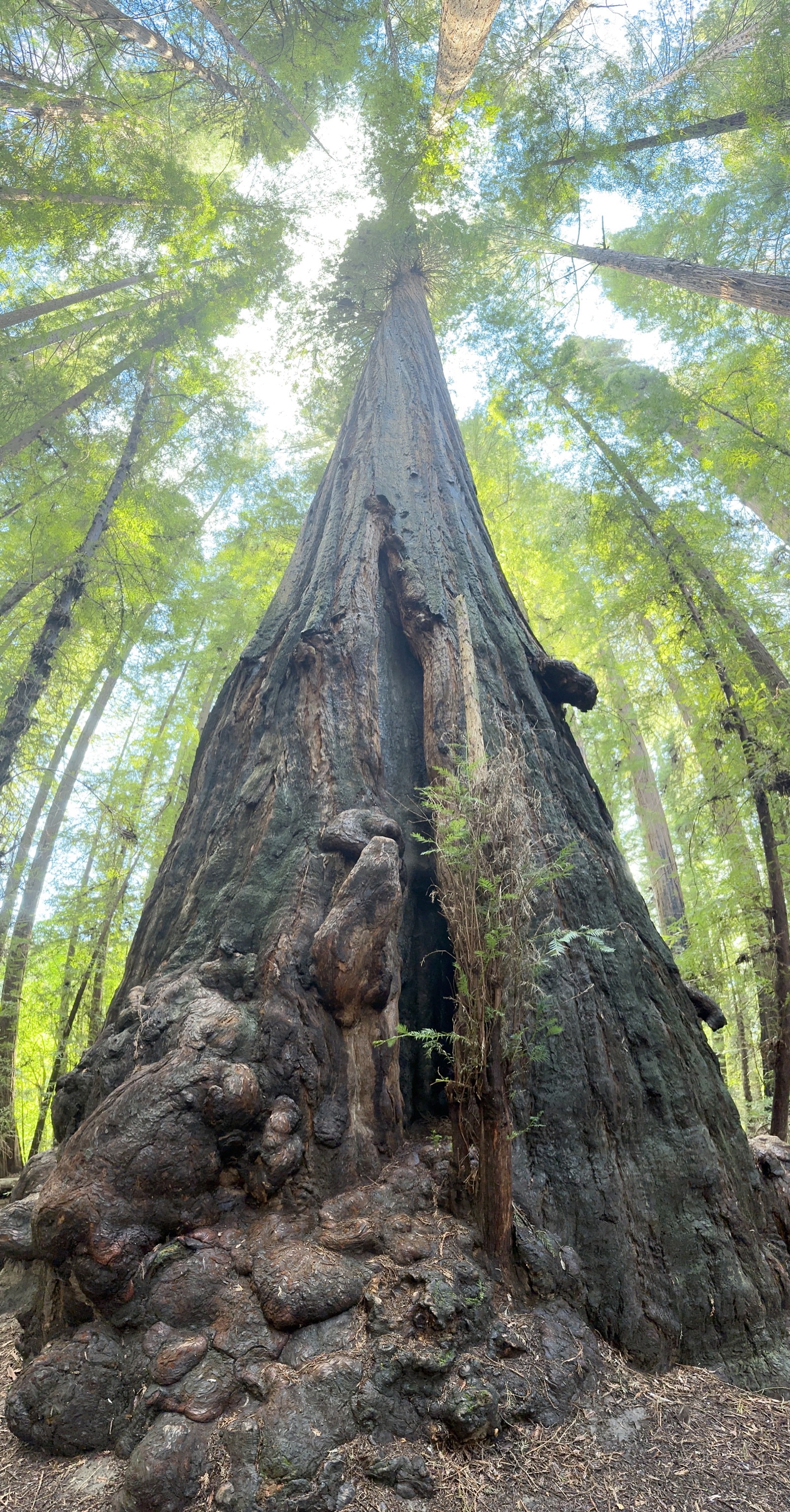 Gould Grove Nature Loop Trail