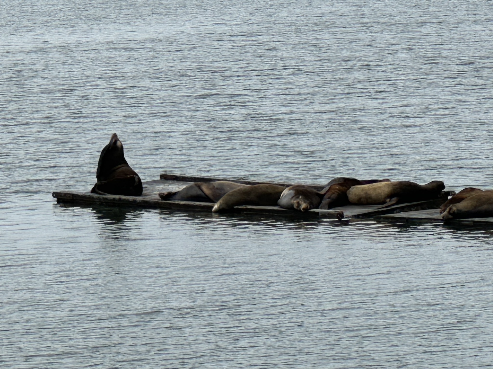 Sea lions