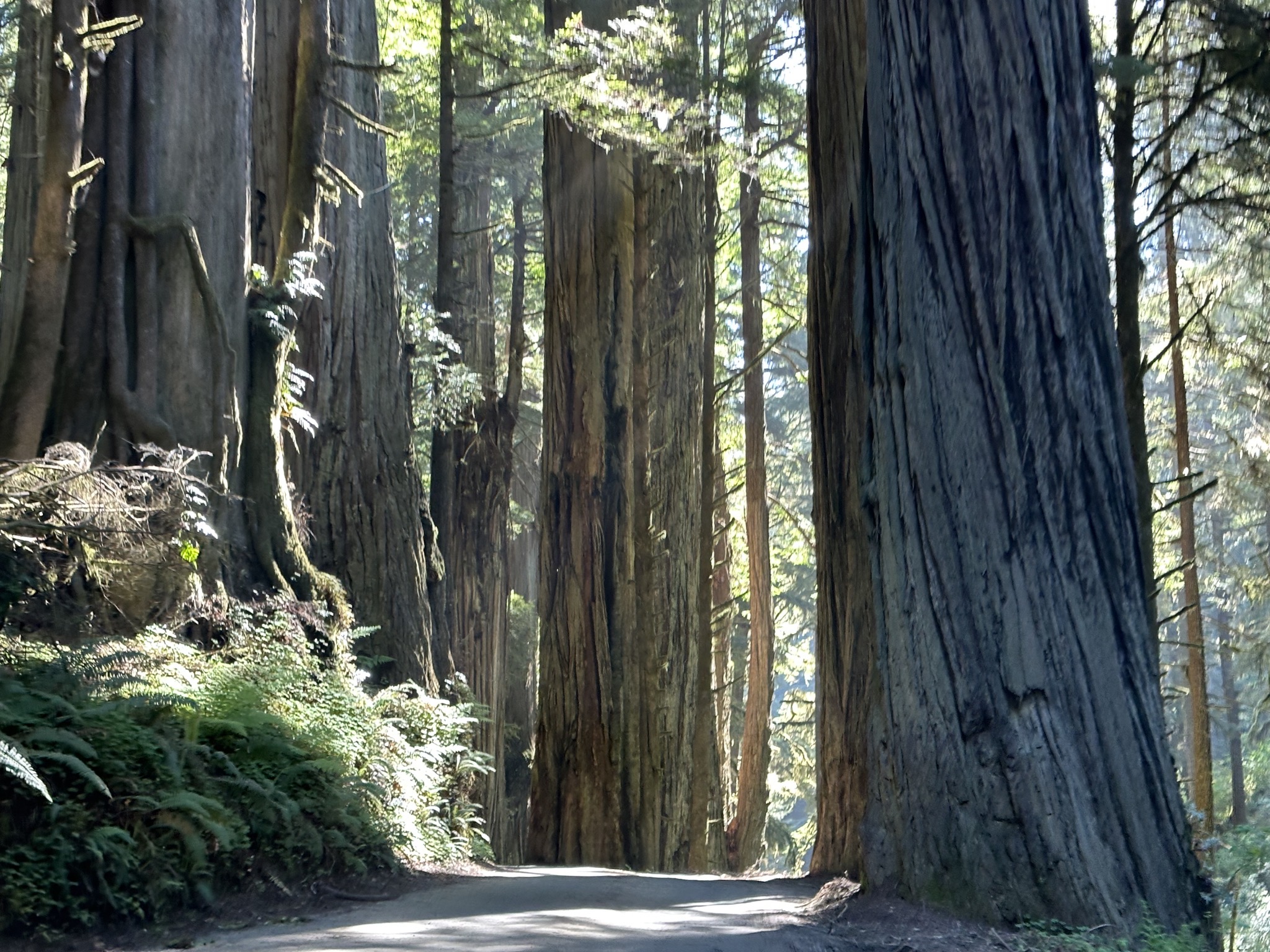 Jedediah Smith Redwoods State Park