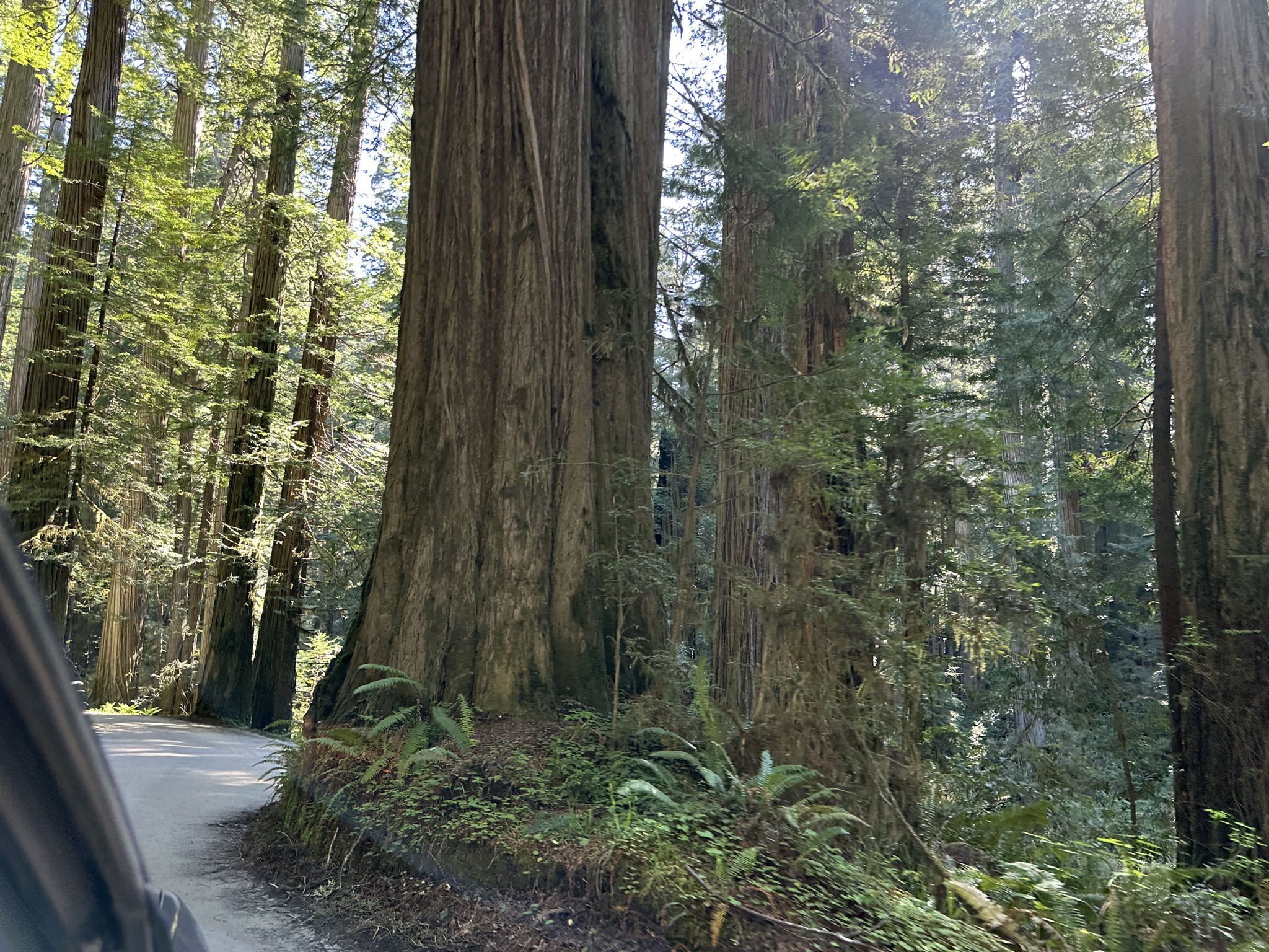 Jedediah Smith Redwoods State Park