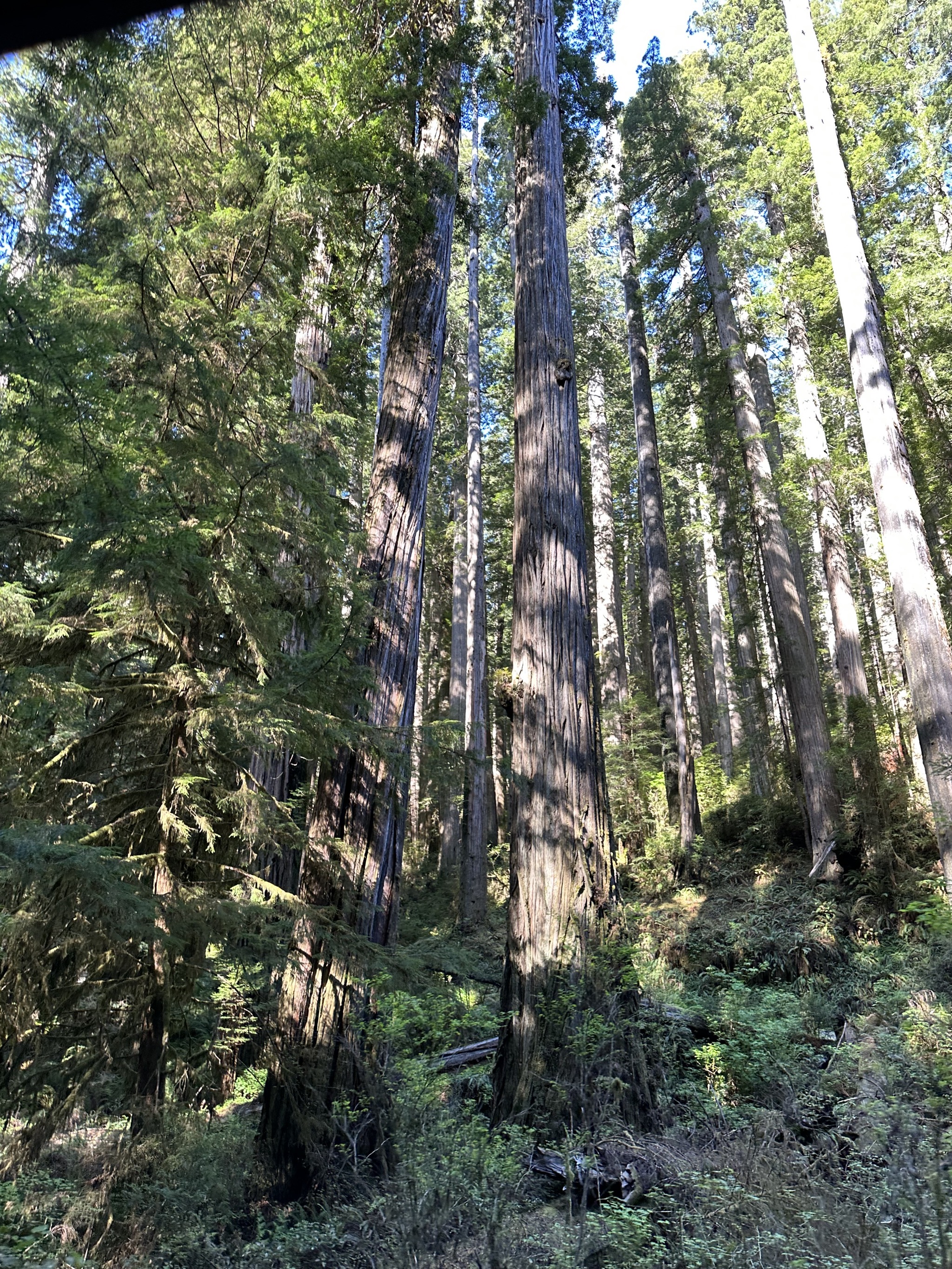 Jedediah Smith Redwoods State Park