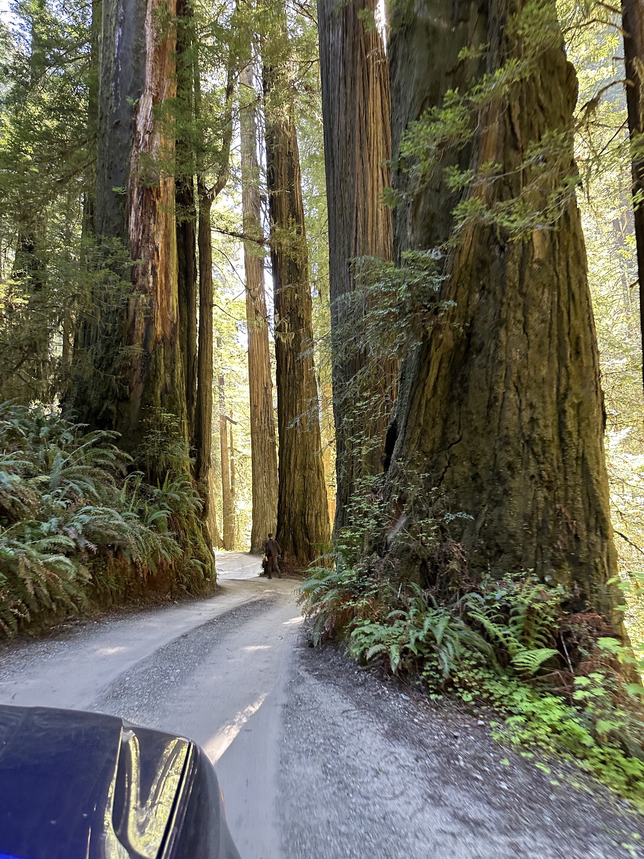 Jedediah Smith Redwoods State Park