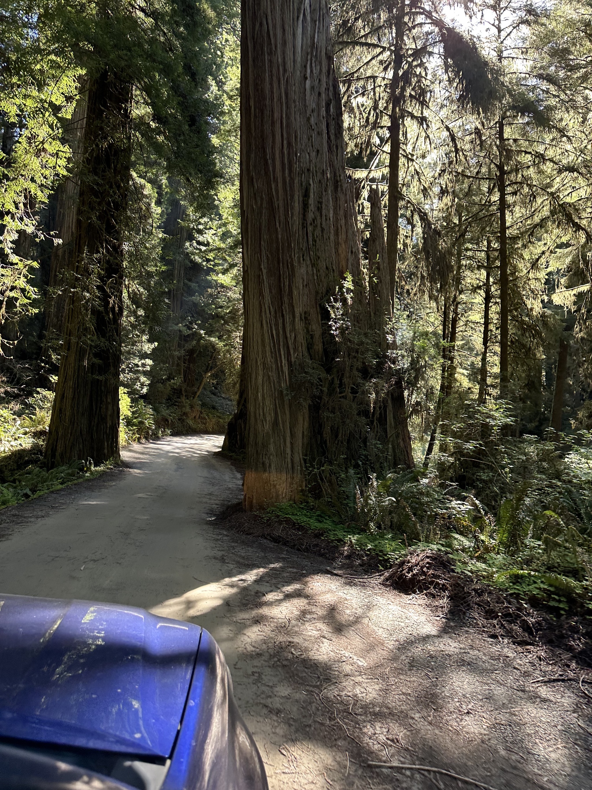 Jedediah Smith Redwoods State Park