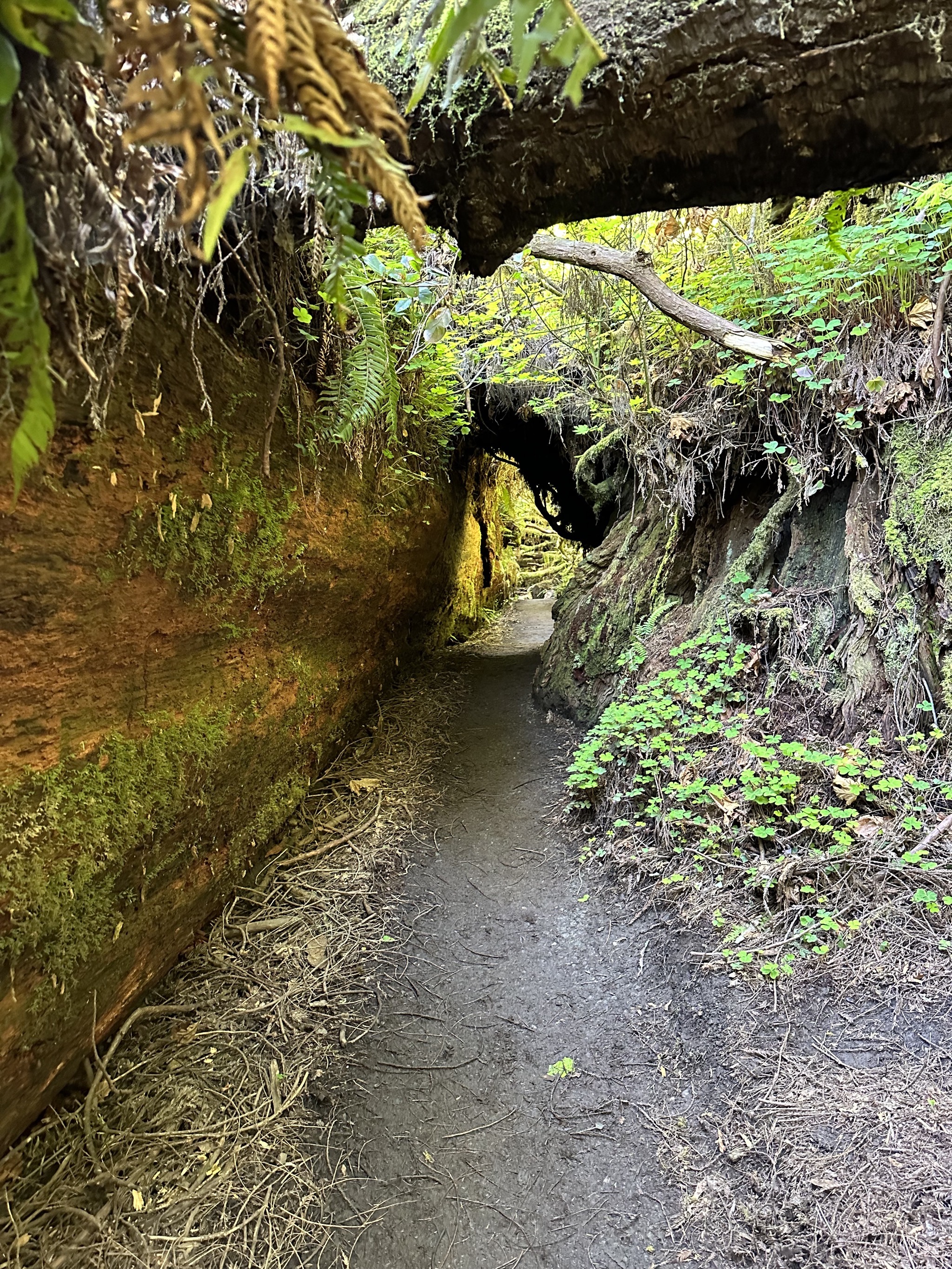 Grove of Titans