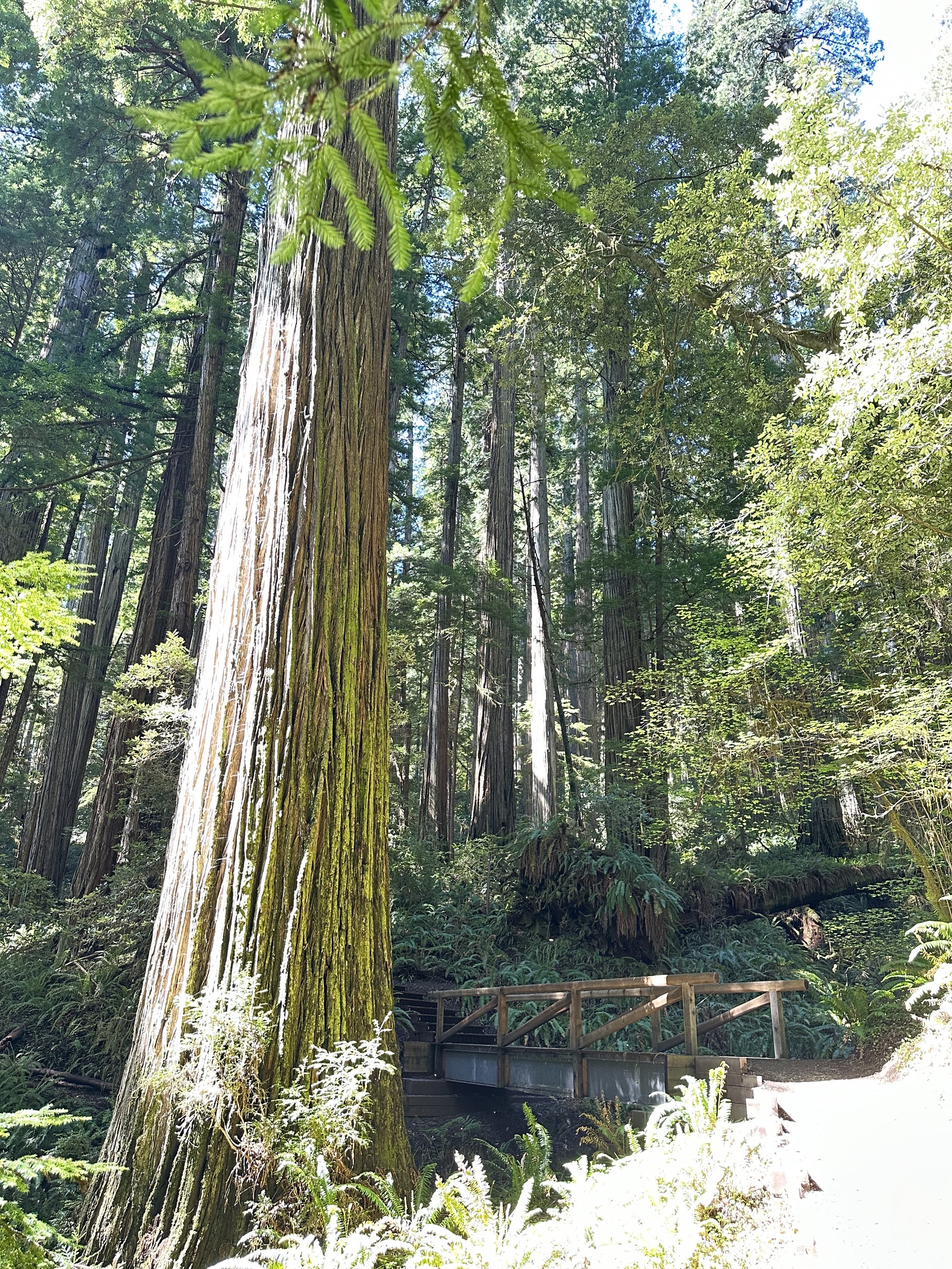 Grove of Titans