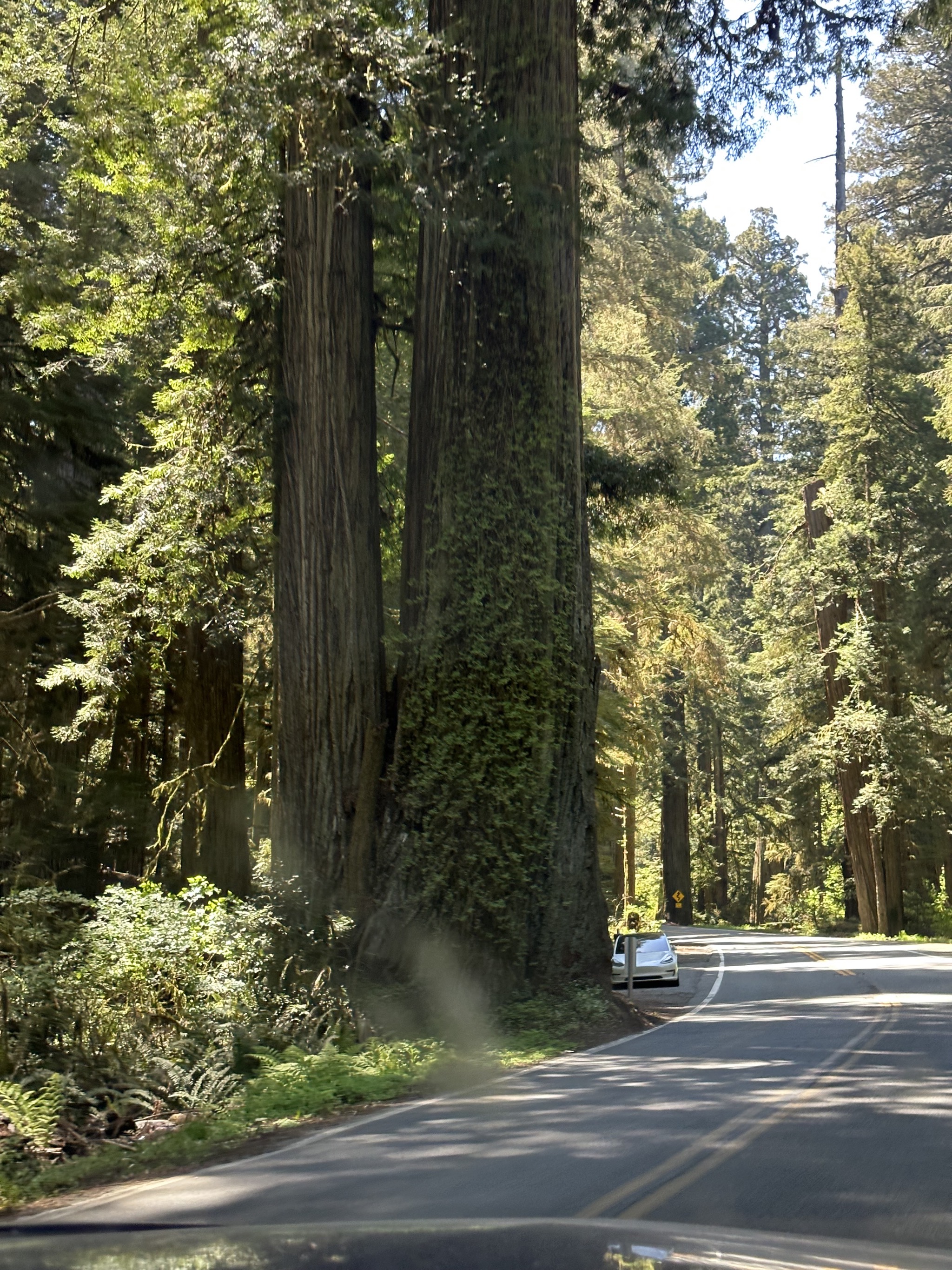 Jedediah Smith Redwoods State Park