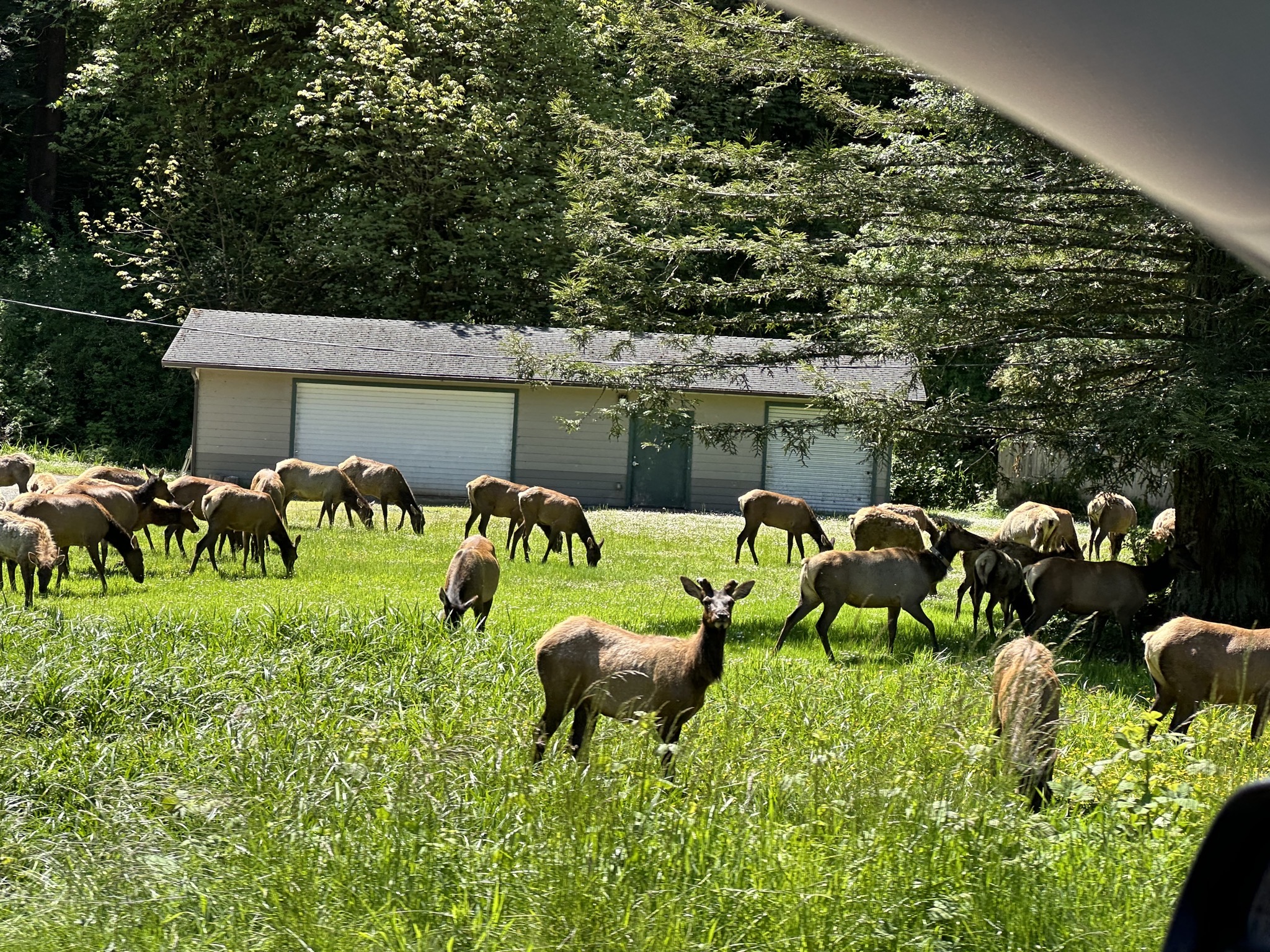 Elk
