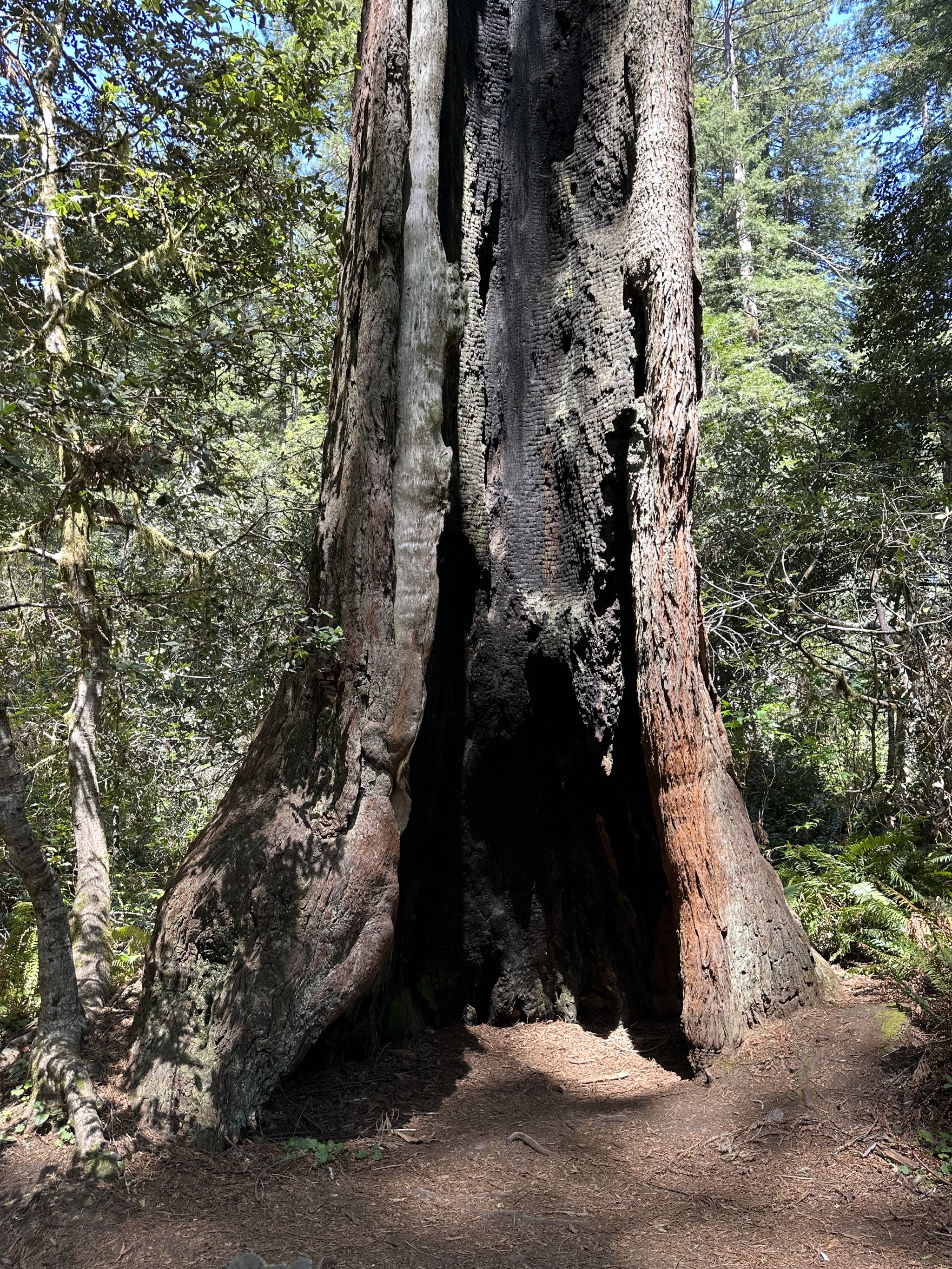 Lady Bird Johnson Grove