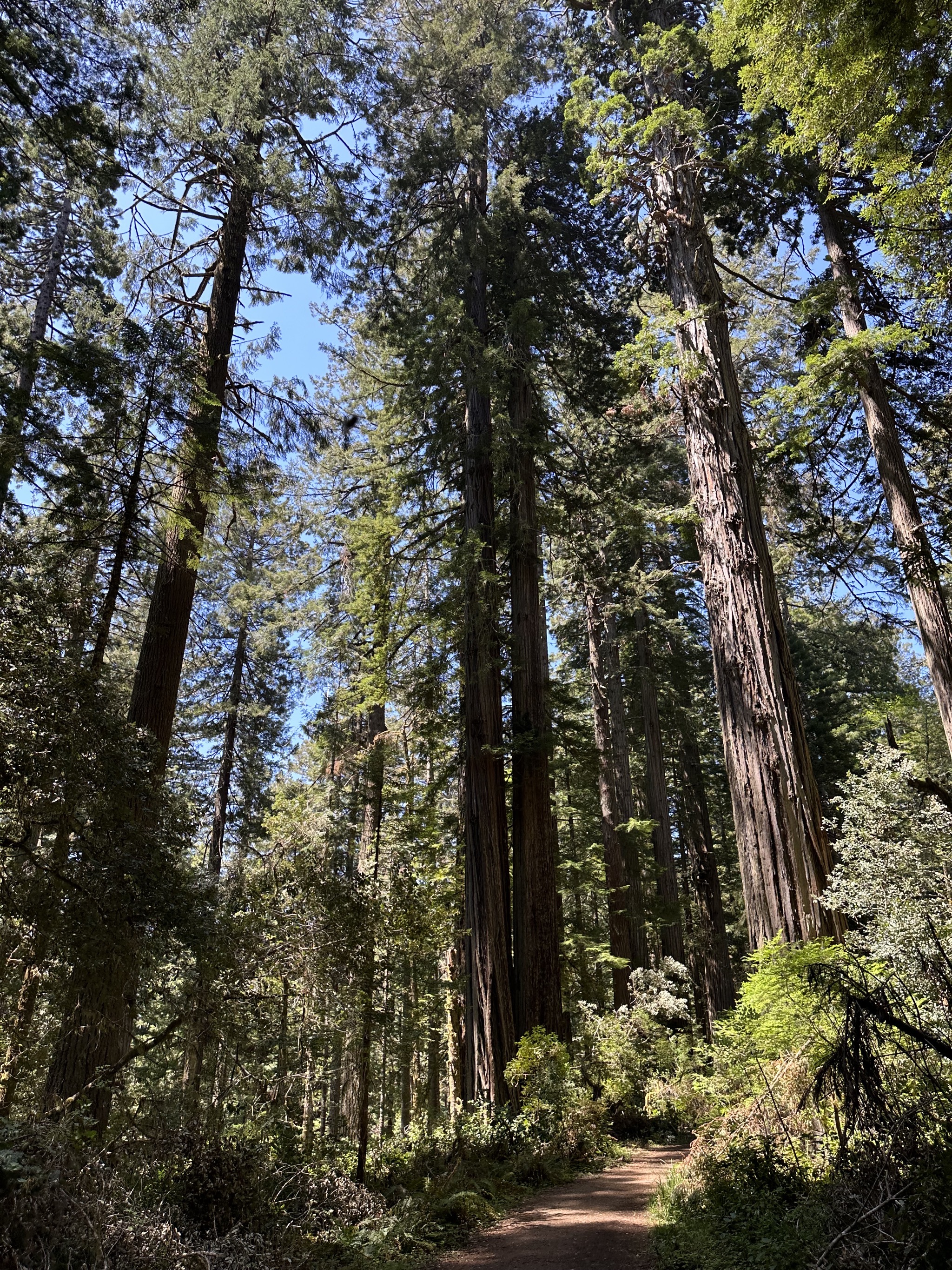 Lady Bird Johnson Grove