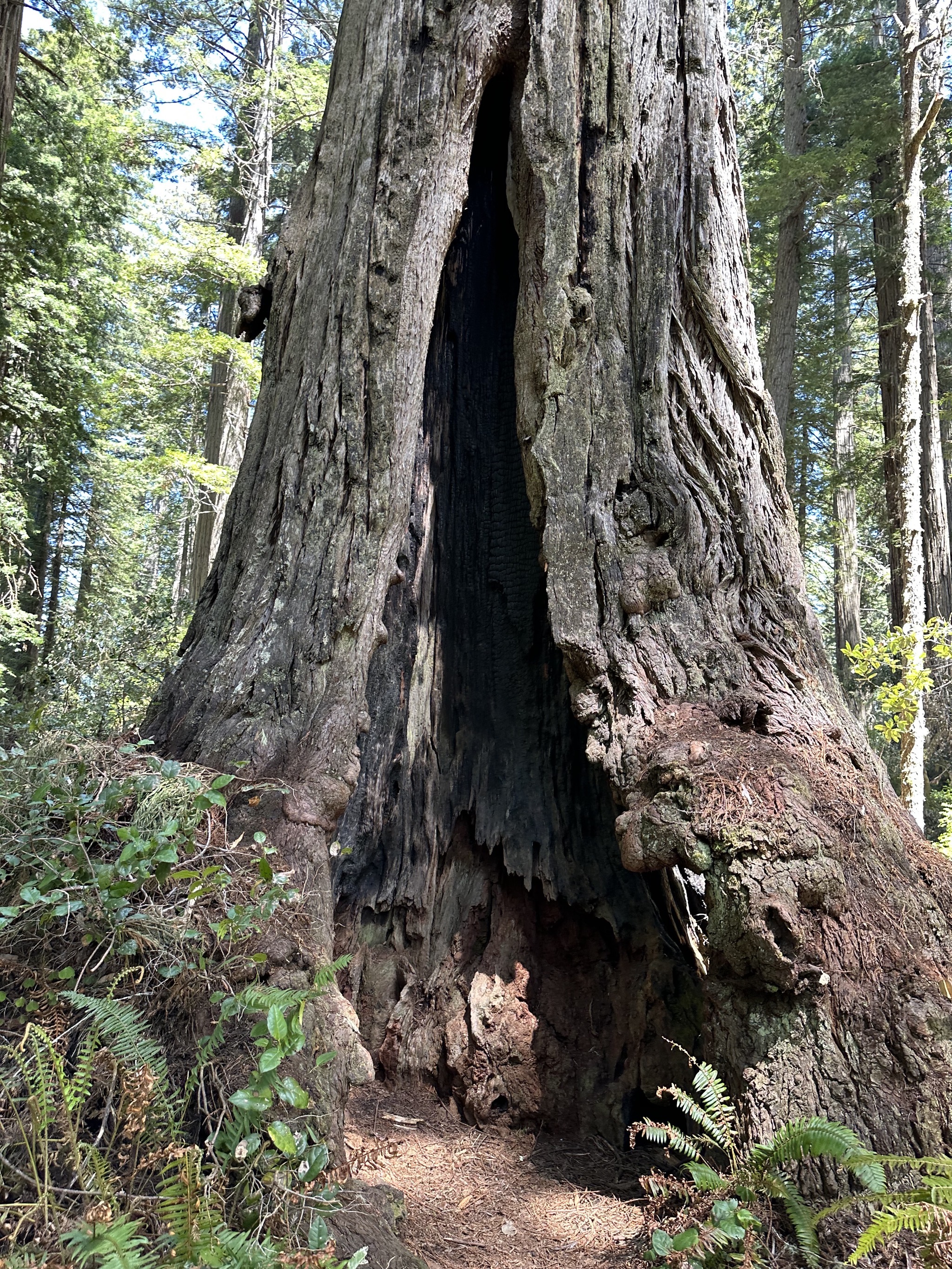 Lady Bird Johnson Grove