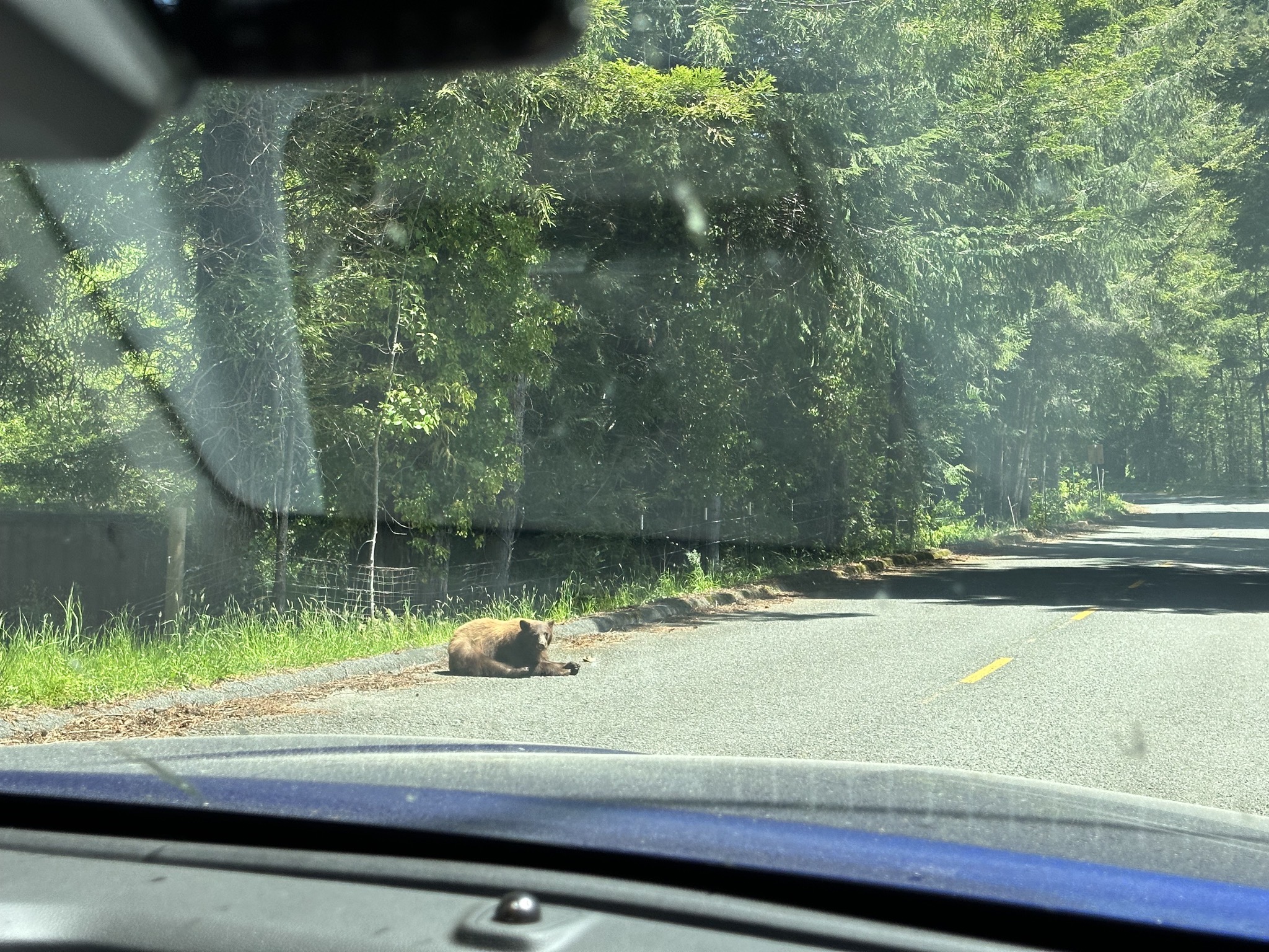 Bear on the side of the road