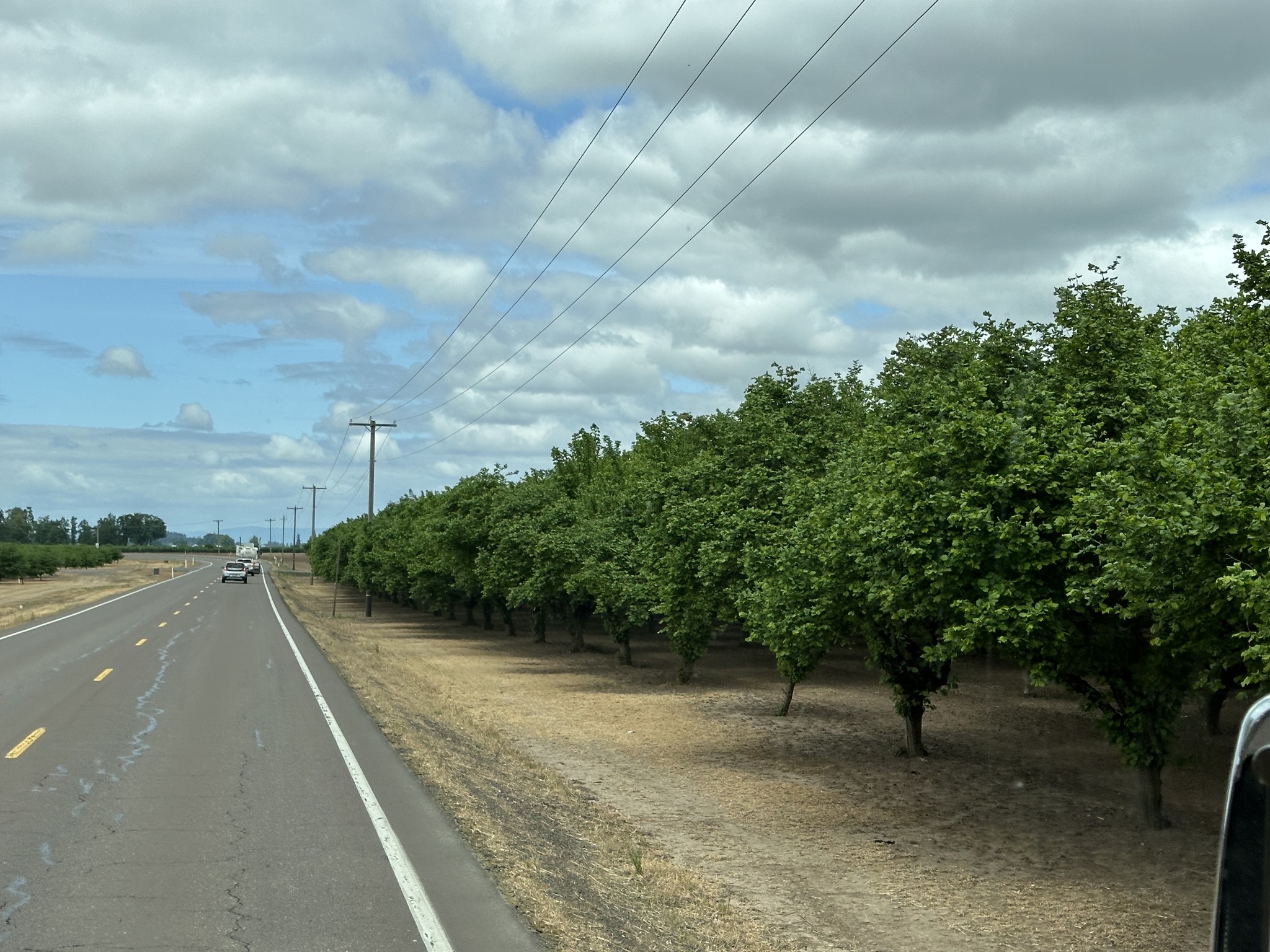 Hazelnut trees