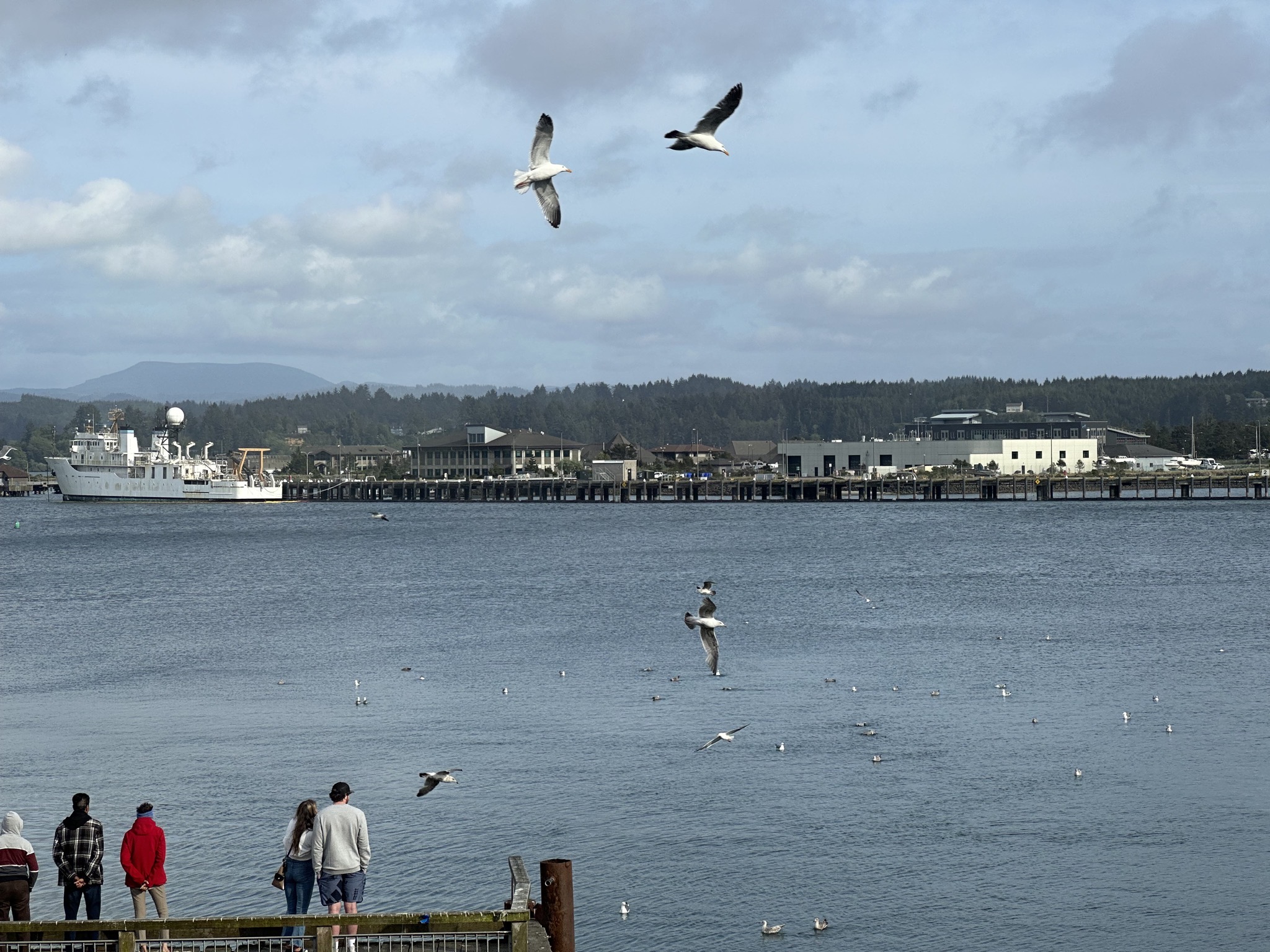 Seagulls