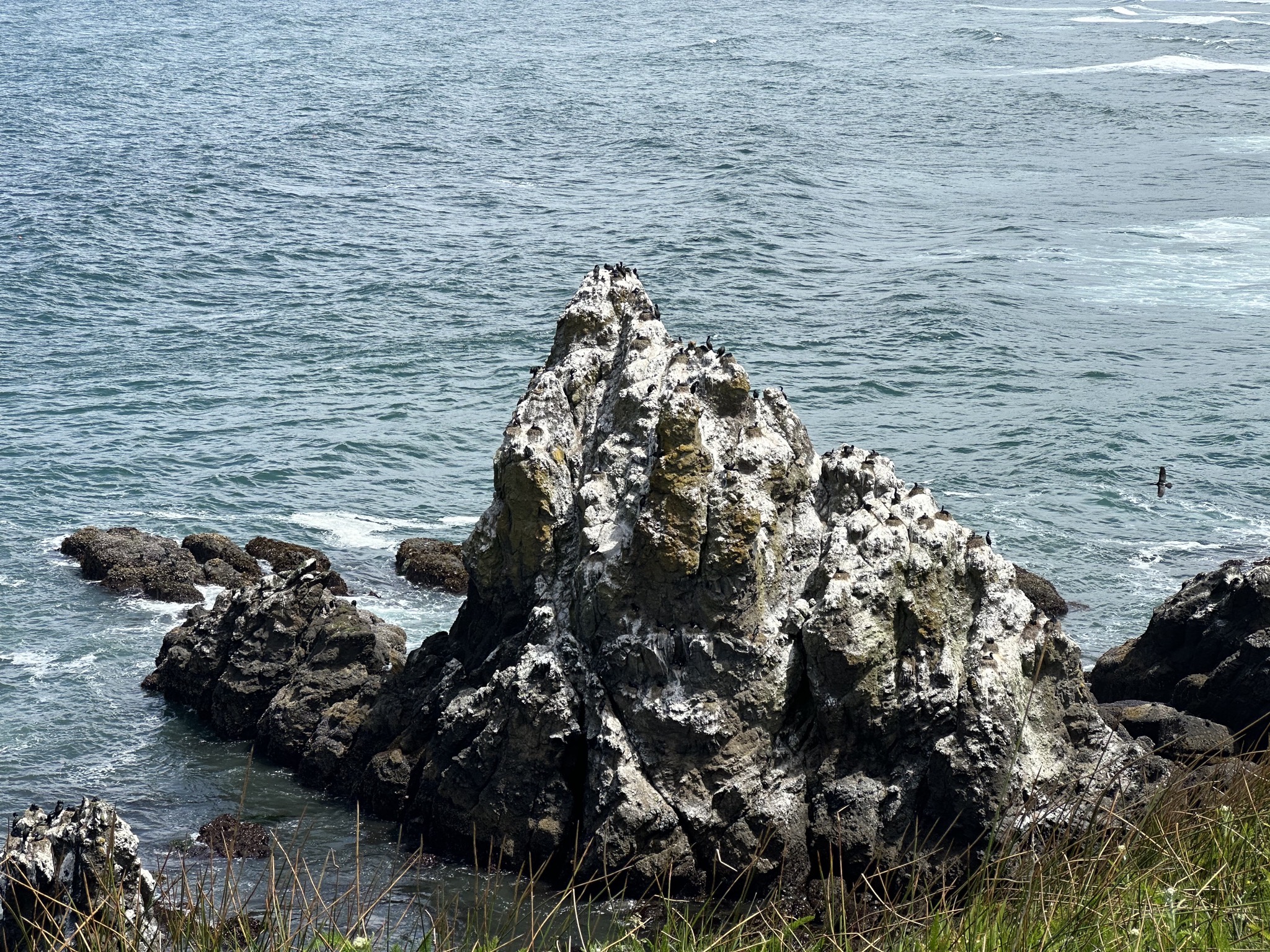 Yaquina Head