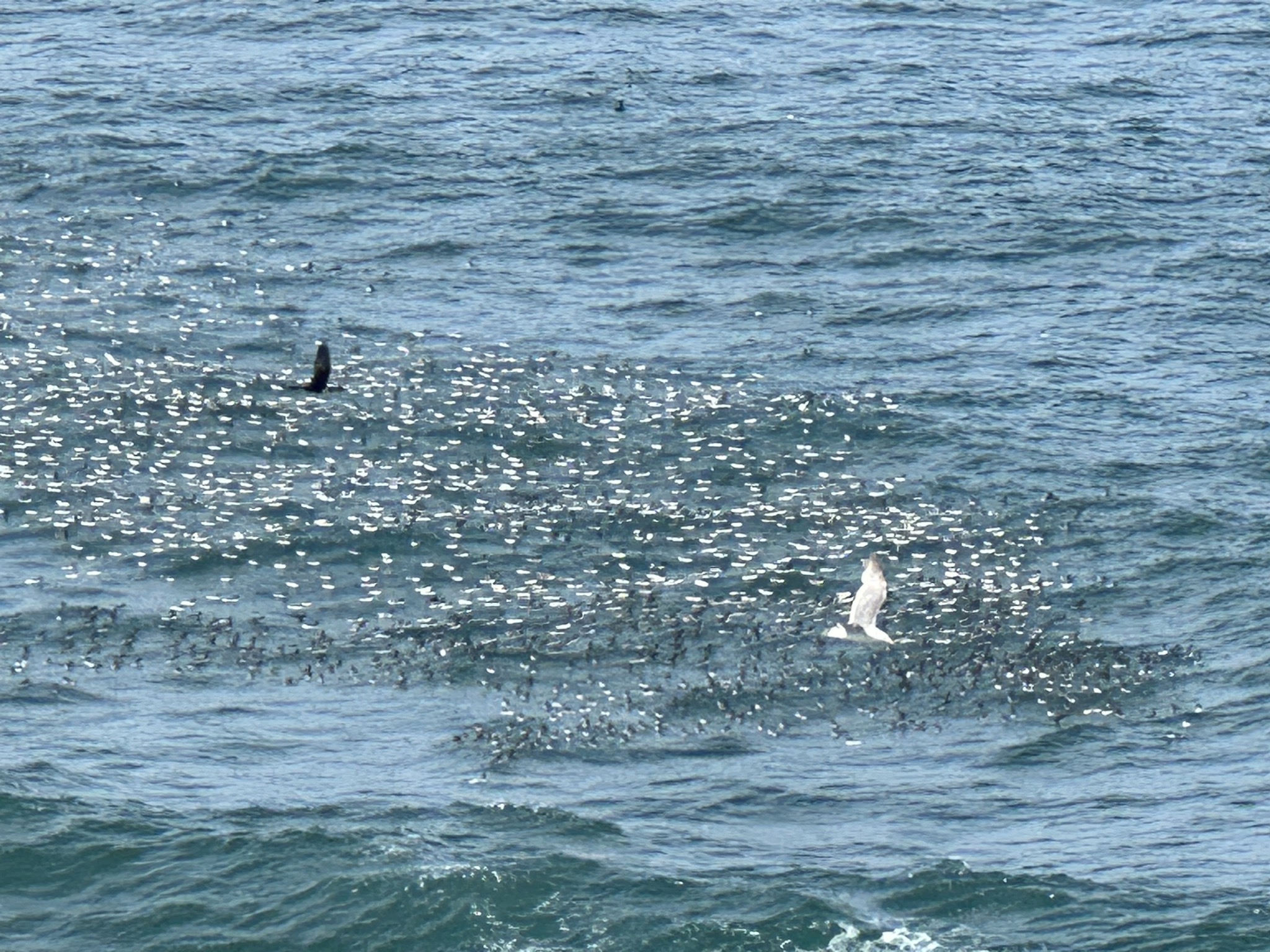 Yaquina Head