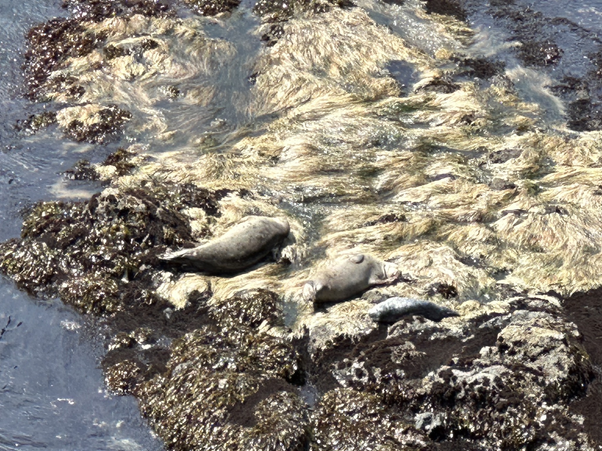 Yaquina Head
