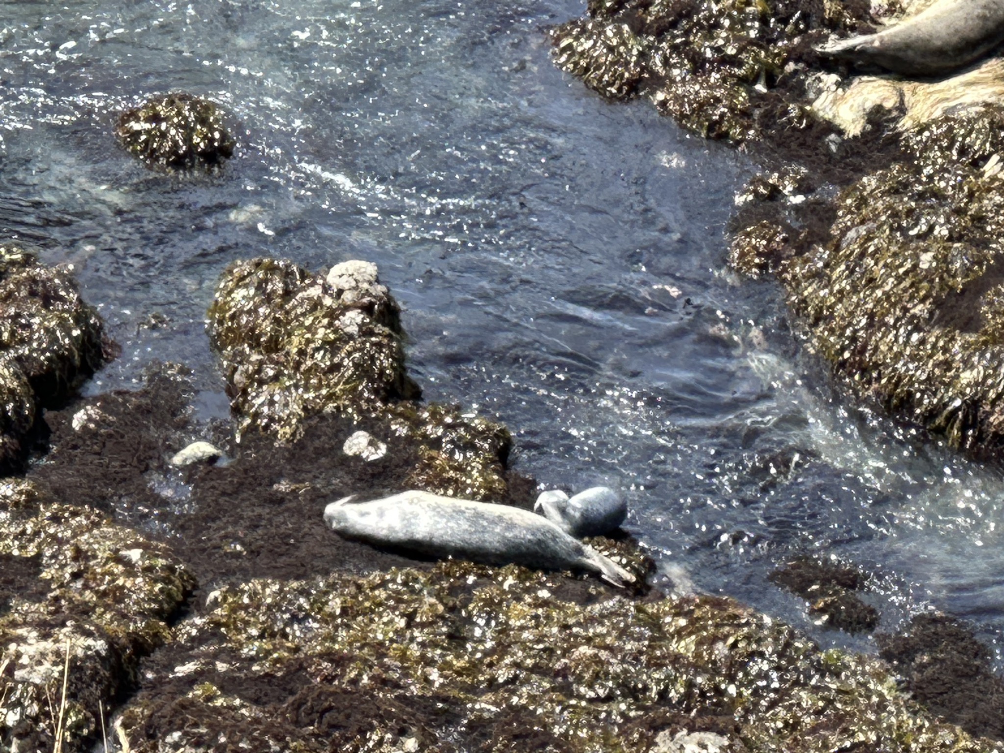 Yaquina Head