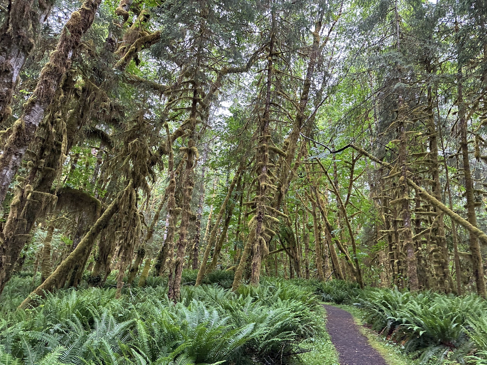 Maple Glade Rain Forest Trail