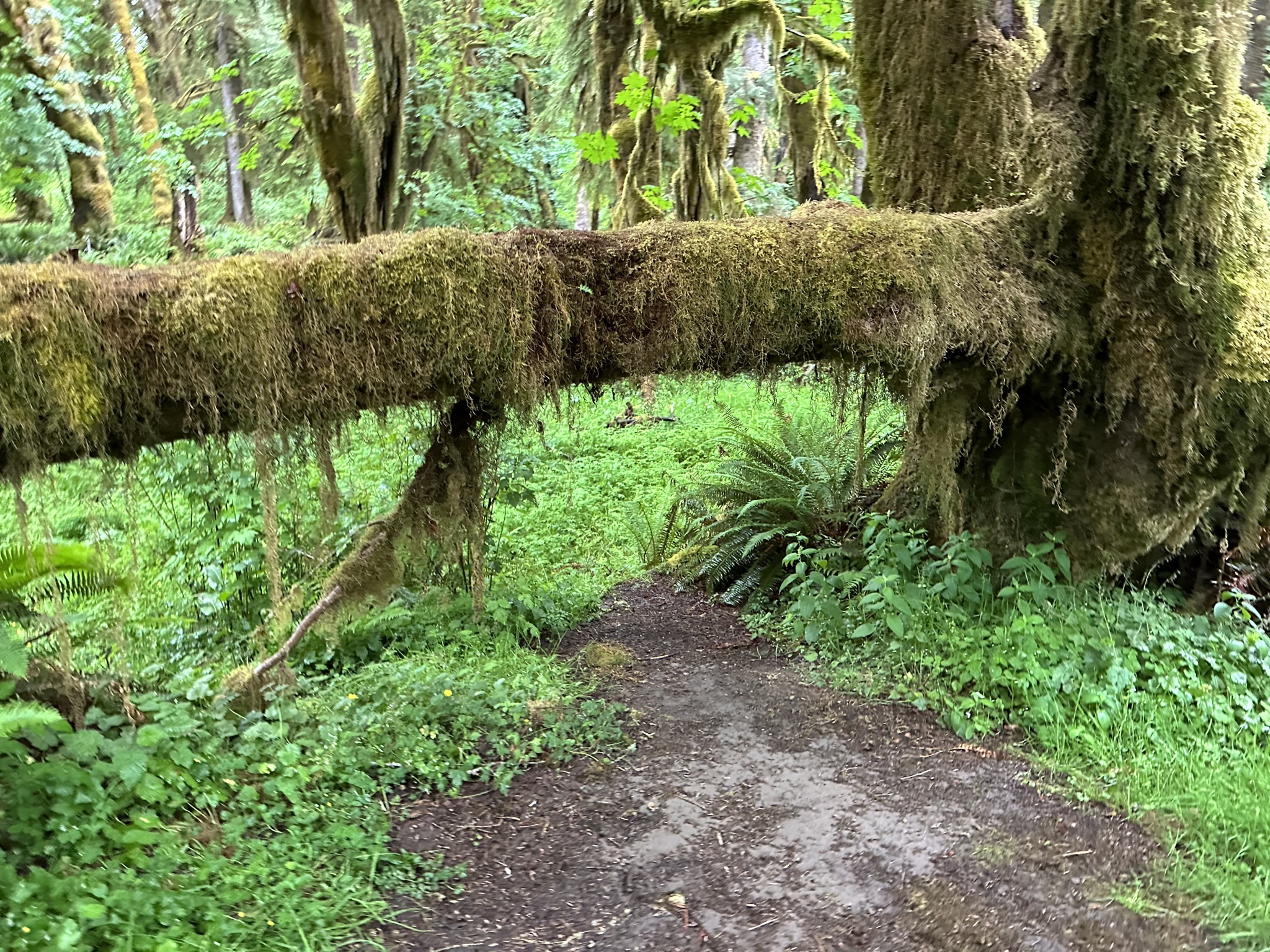 Maple Glade Rain Forest Trail