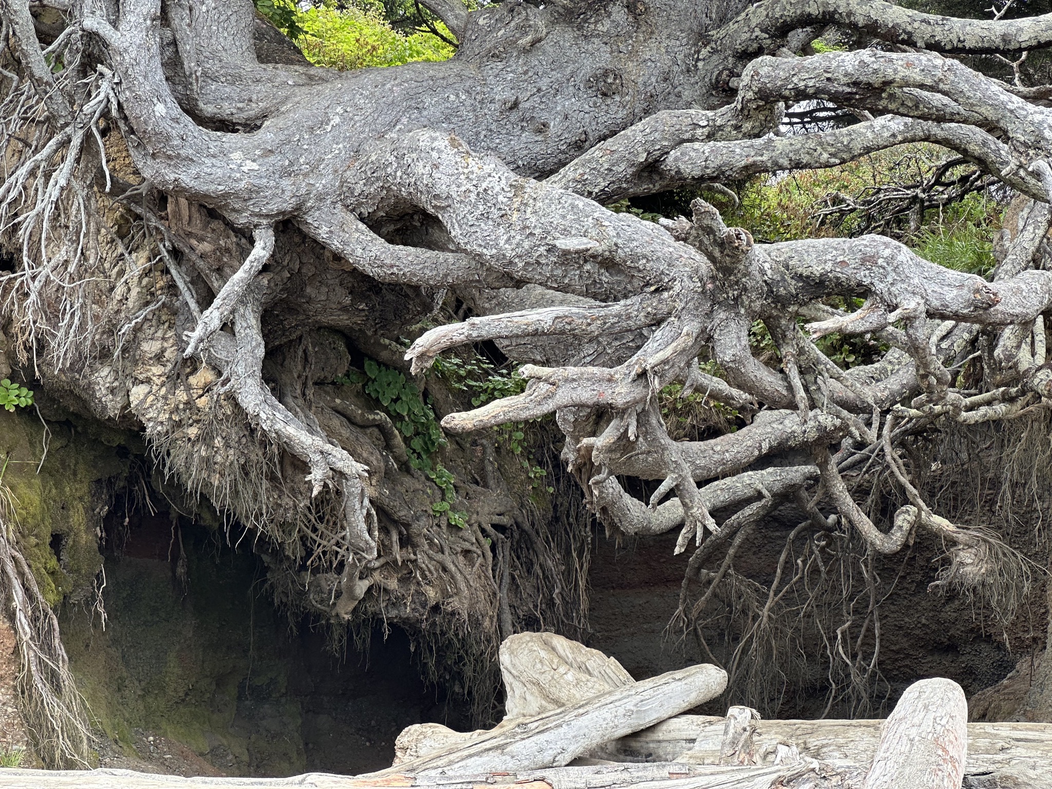 Tree of Life