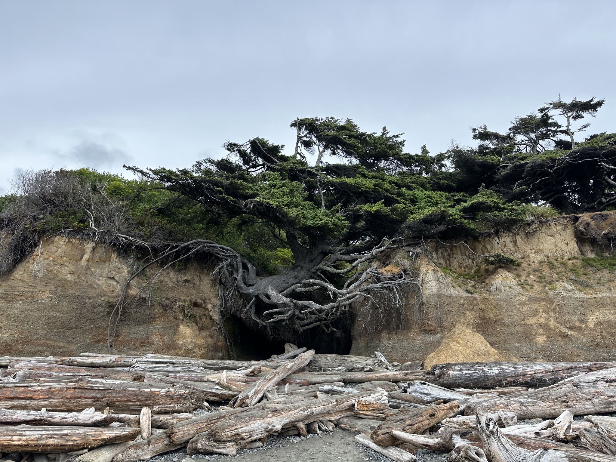 Tree of Life